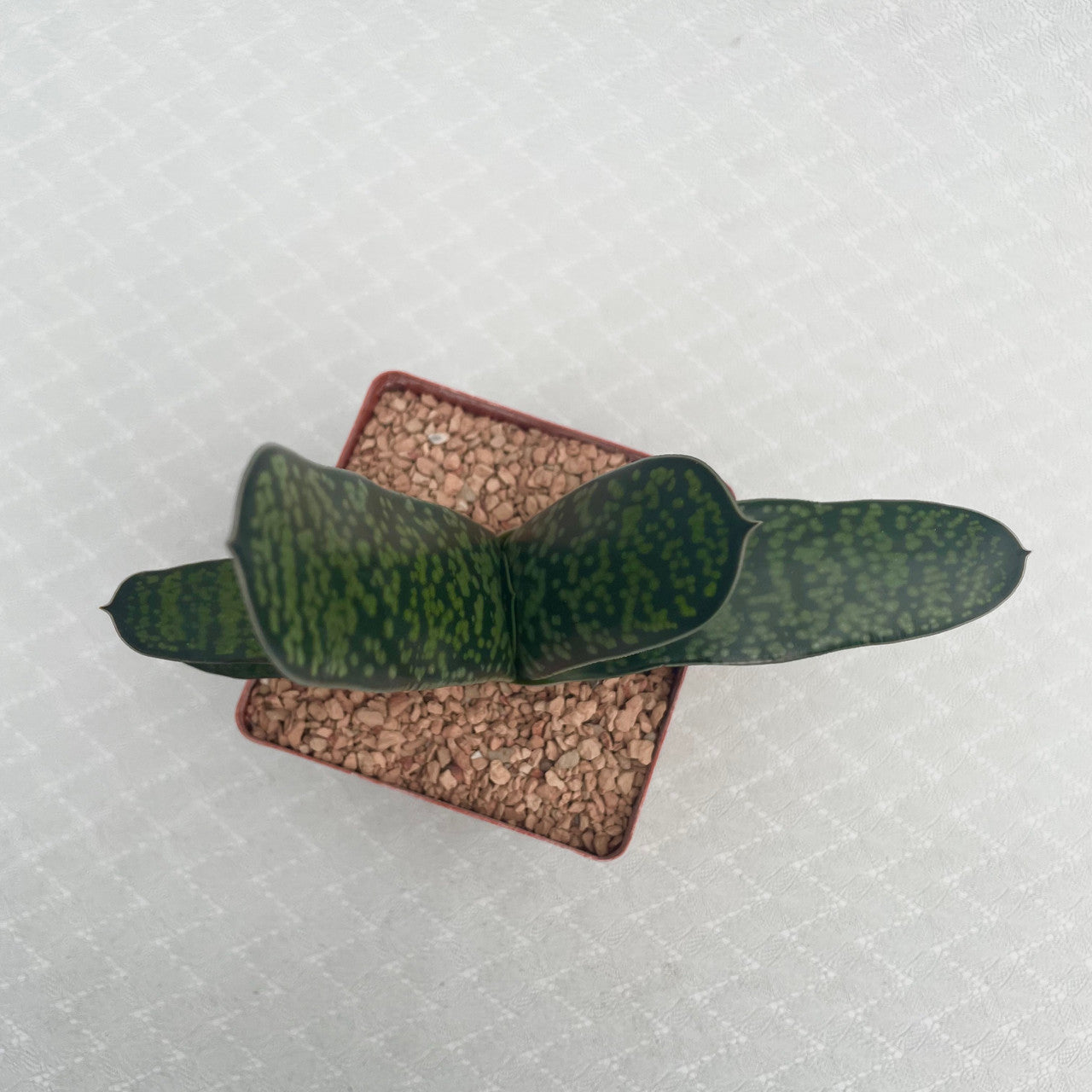 a potted Gasteria Bicolor Hybrid top view