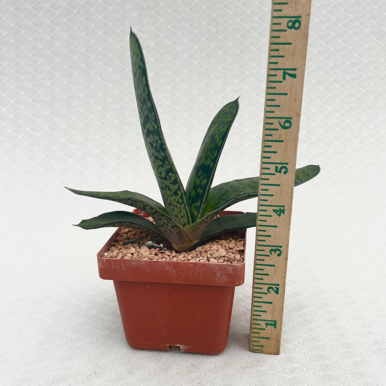 a potted Gasteria Bicolor Hybrid next to a measuring stick