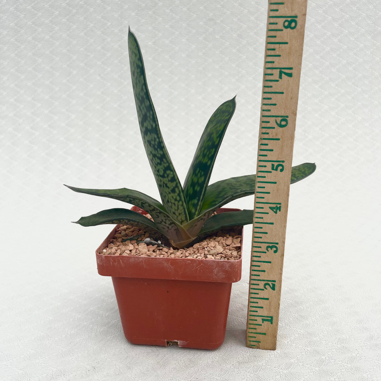 a potted Gasteria Bicolor Hybrid next to a measuring stick