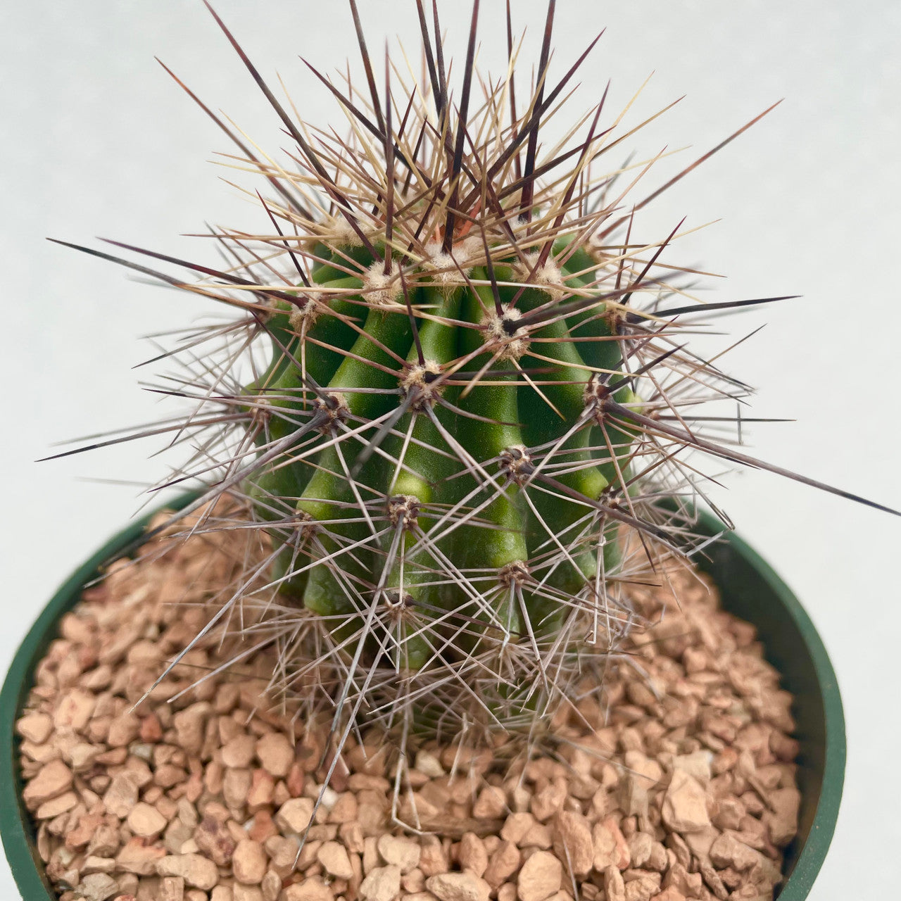 a potted Carnegiea Gigantea