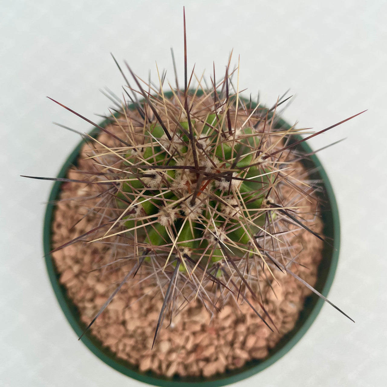 a potted Carnegiea Gigantea top view