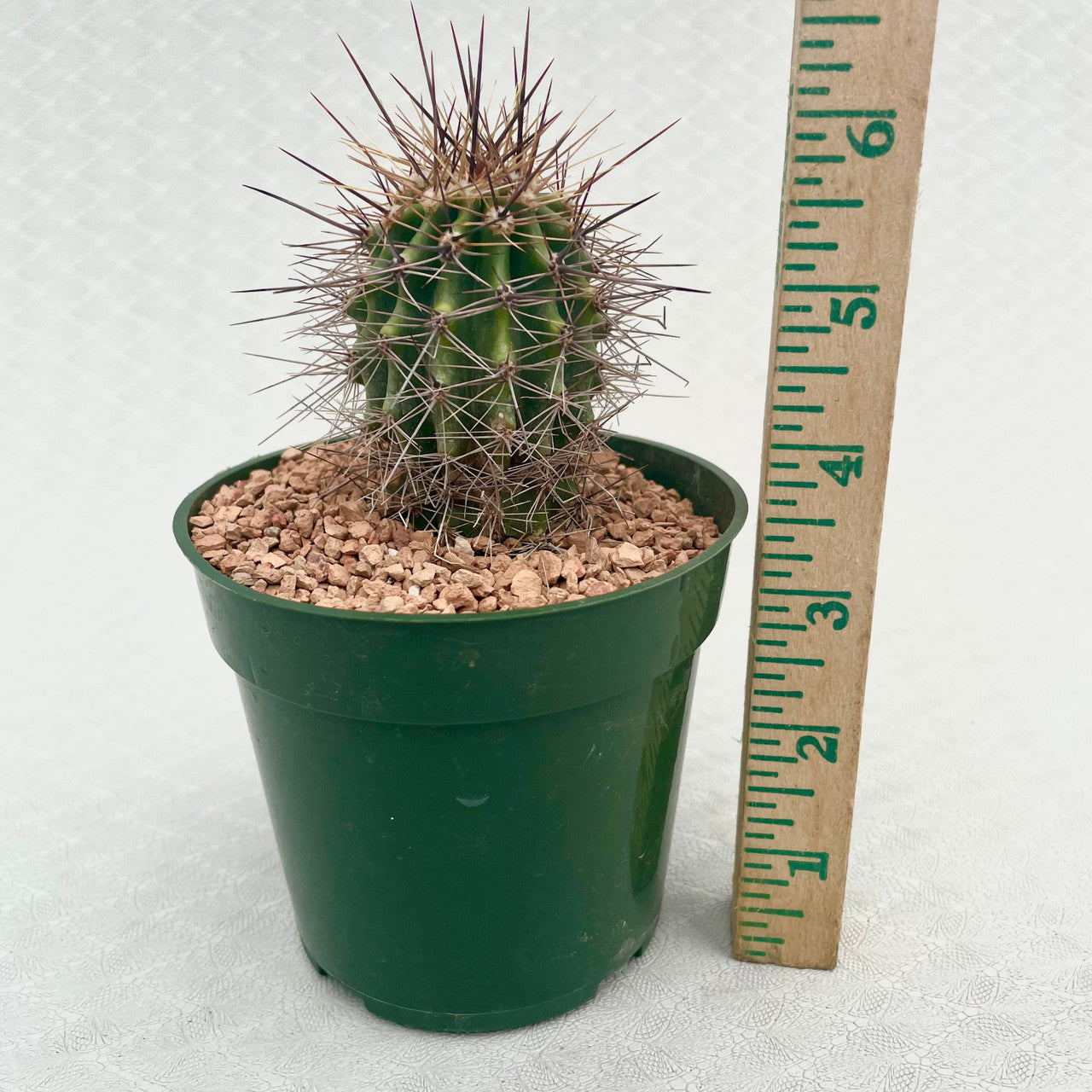 a potted Carnegiea Gigantea next to a measuring stick