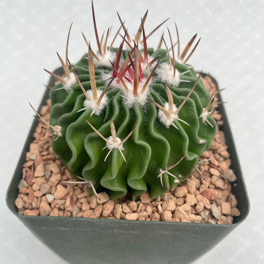 Echinofossulocactus Multicostatus (Brain Plant)
