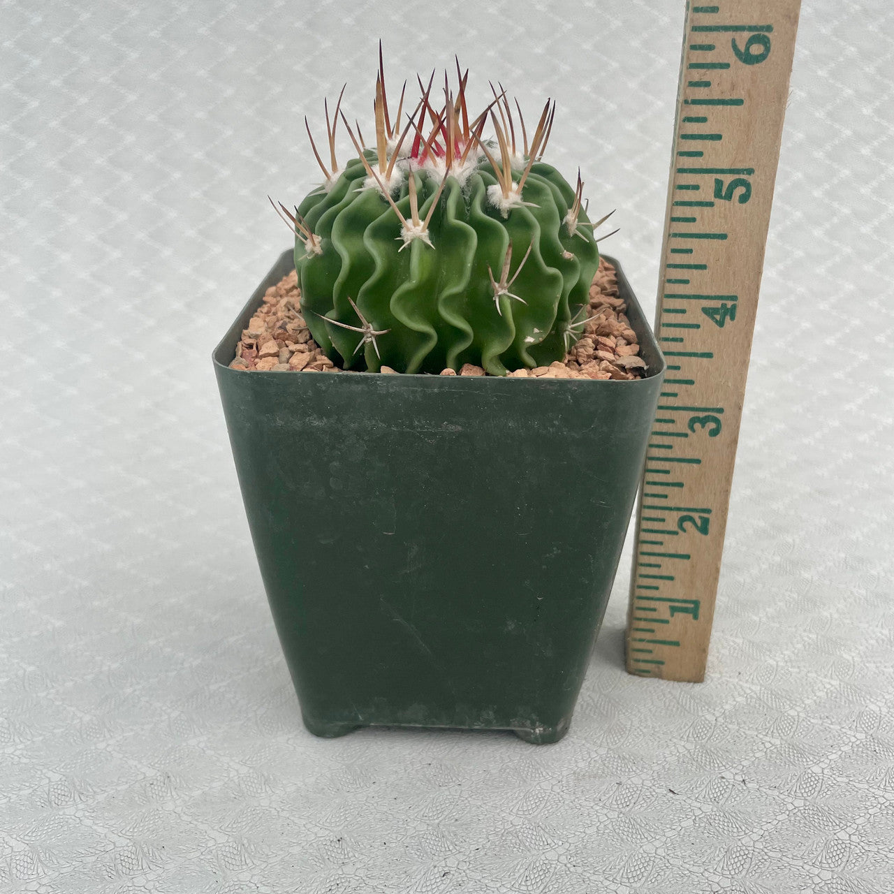 a potted Echinofossulocactus Multicostatus next to a measuring stick