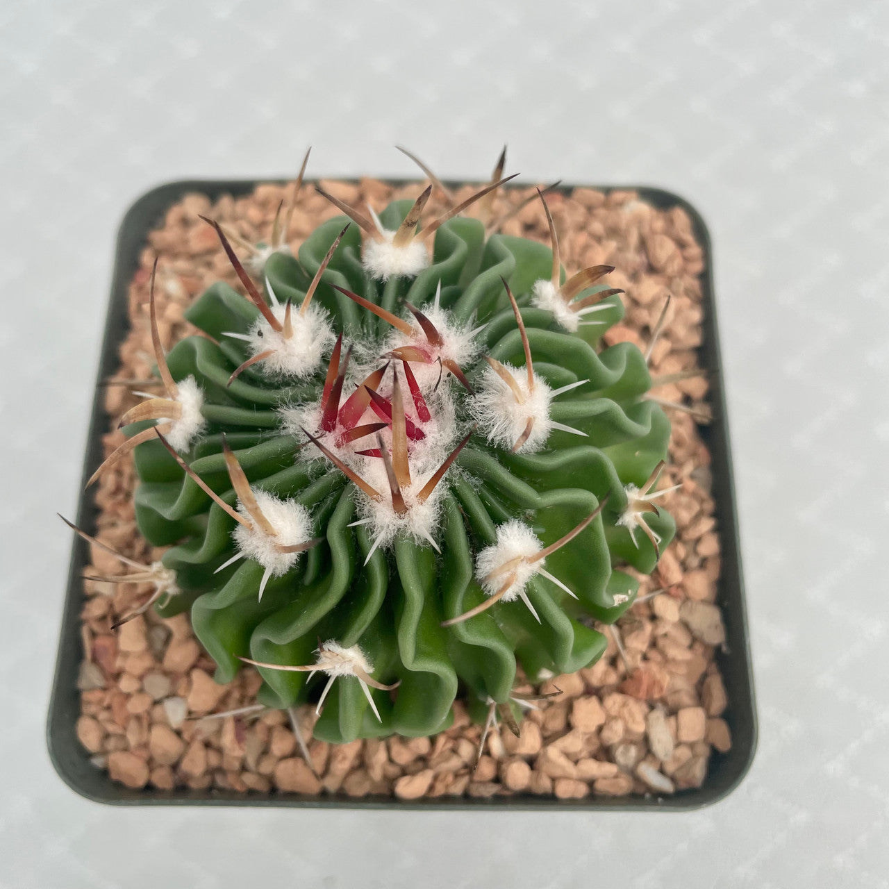 a potted Echinofossulocactus Multicostatus top view