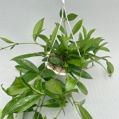 Hoya Pubicalyx (Wax Plant) Hanging Basket - 8 Inch