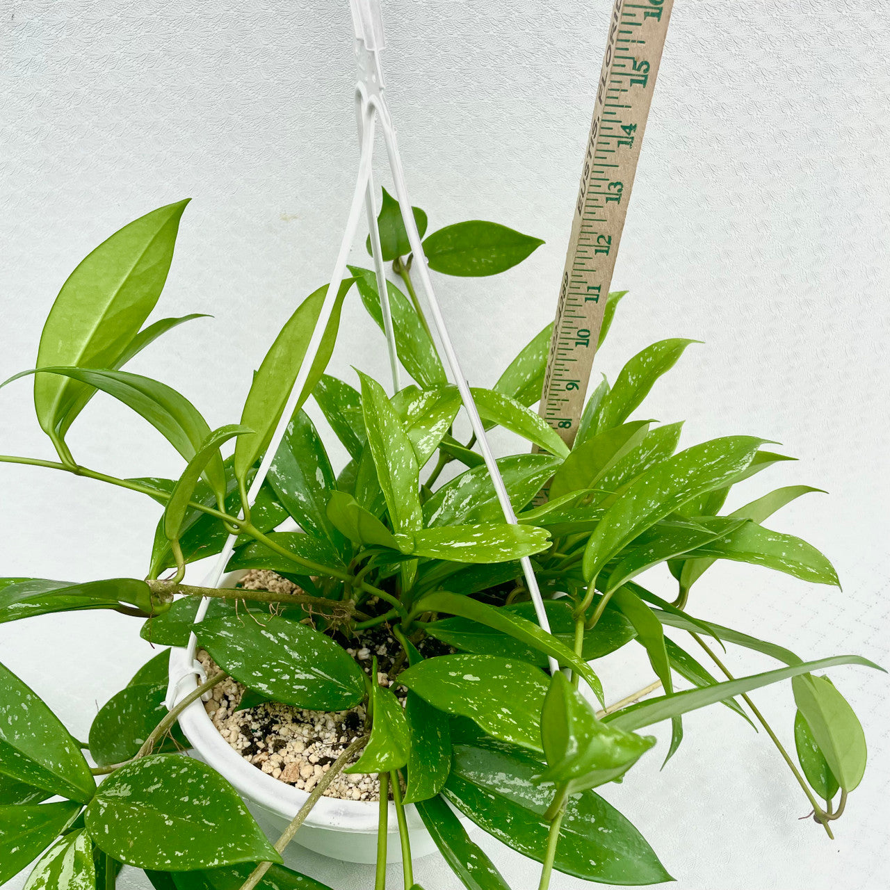 8" Hoya Pubicalyx Hanging Basket next to a measuring stick