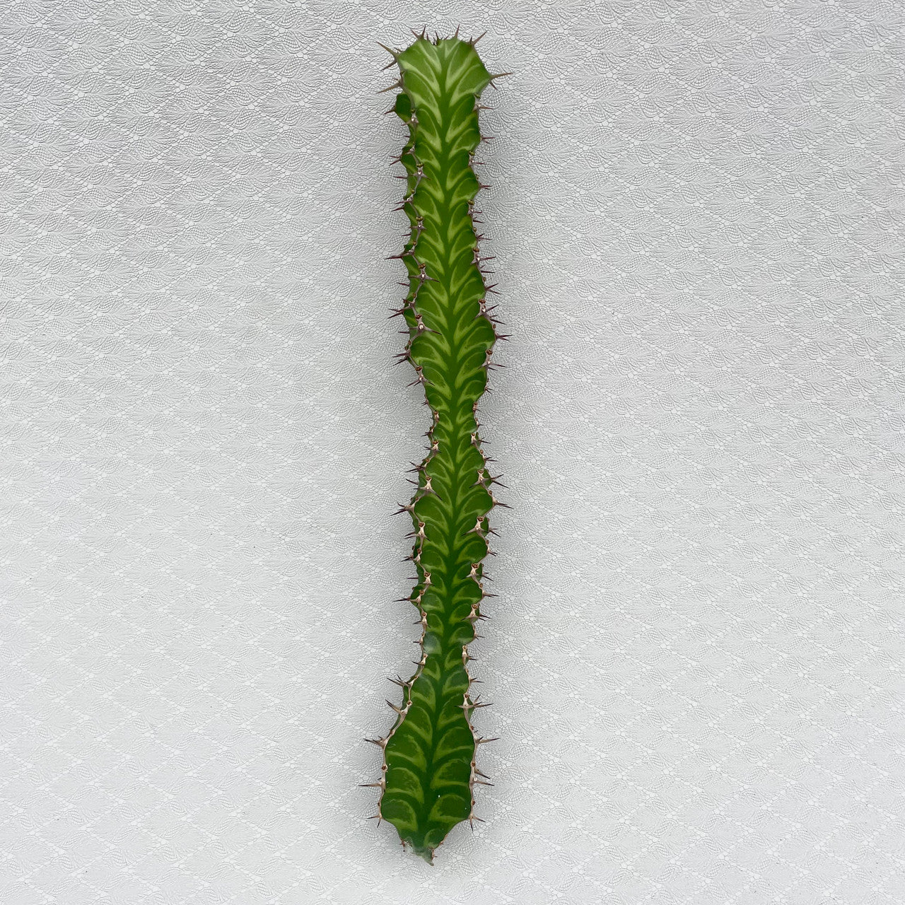 Euphorbia pseudocactus zig zag cactus kesslers cacti