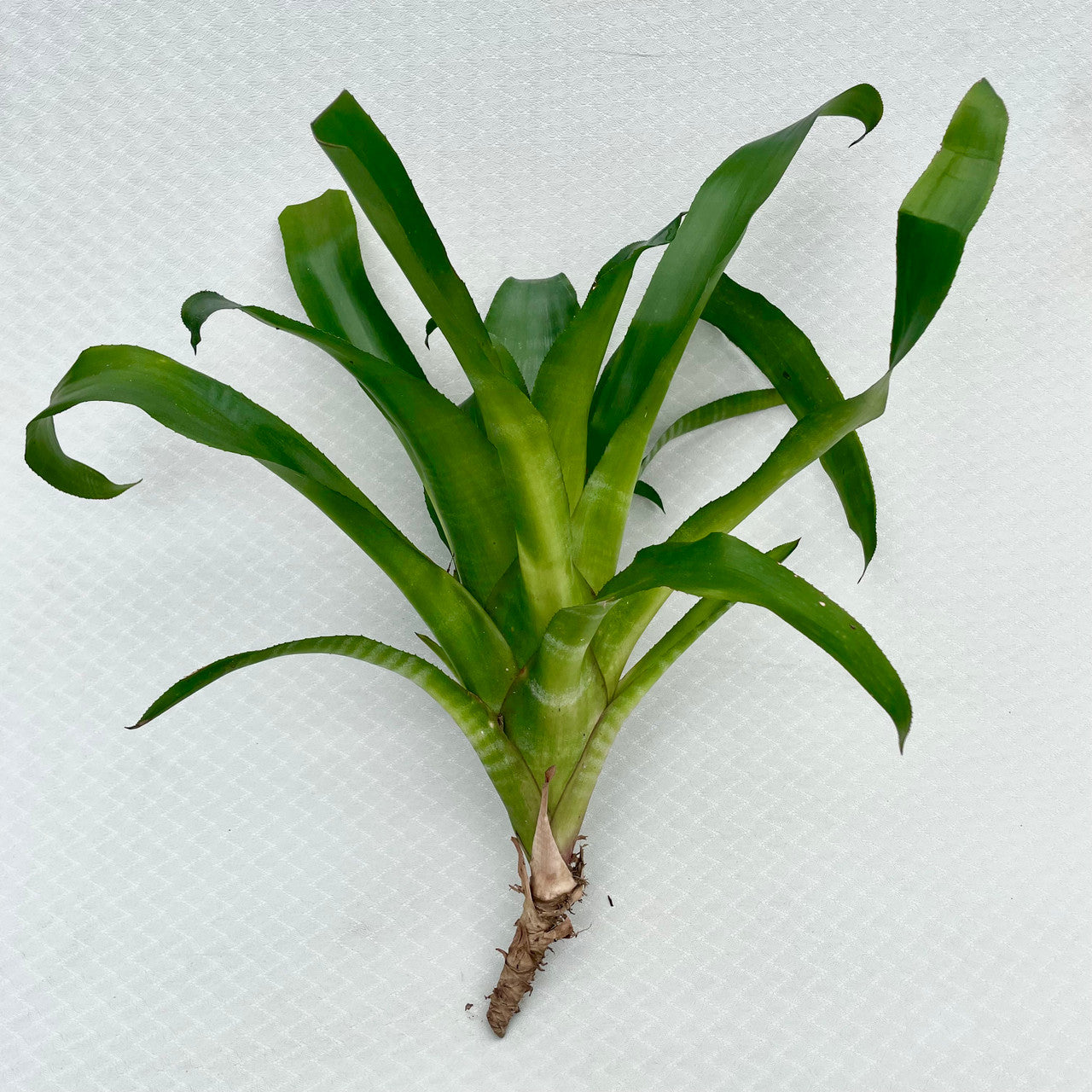 Billbergia Pyramidalis (Flaming Torch Bromeliad) cutting view #2