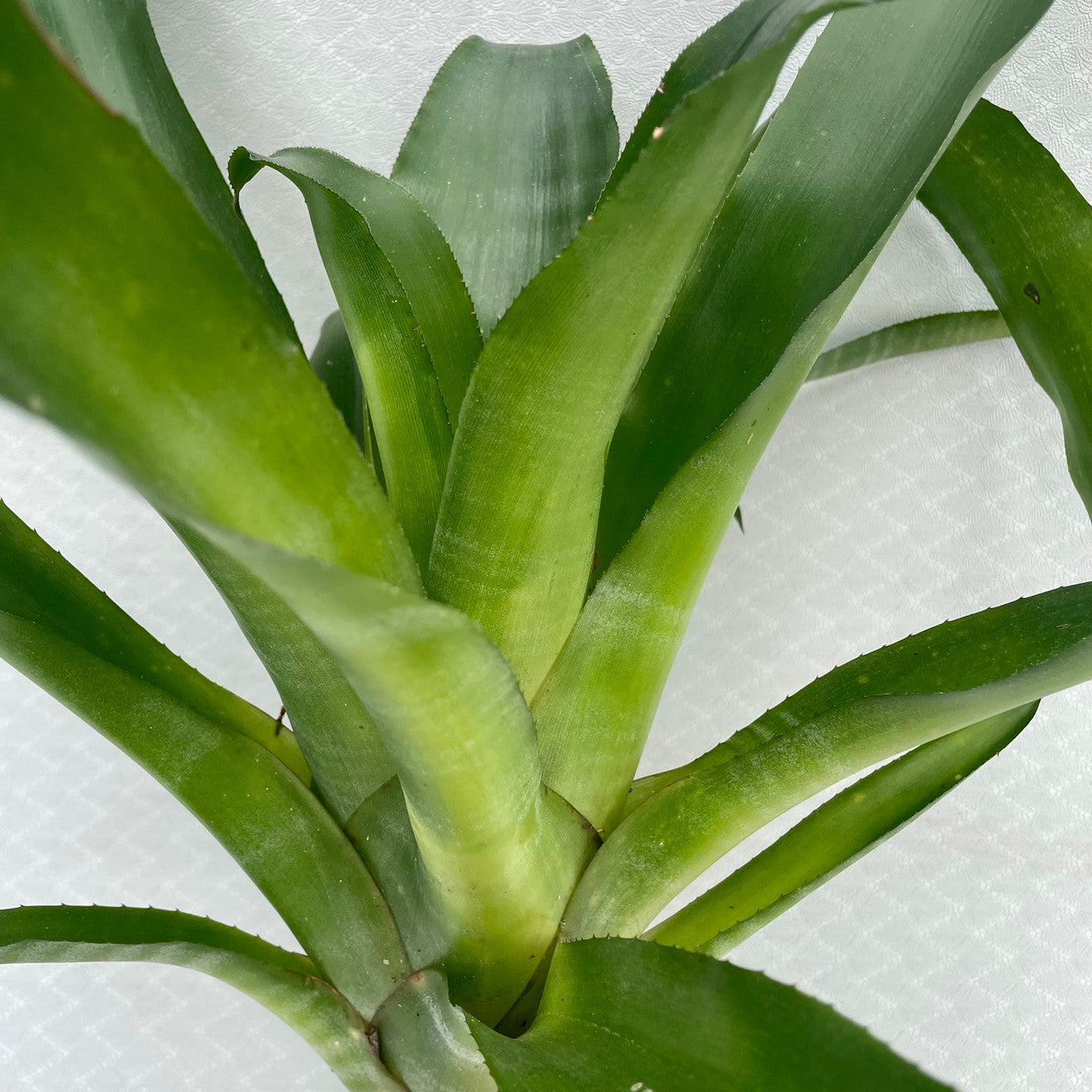 Billbergia Pyramidalis (Flaming Torch Bromeliad) close up showing detail