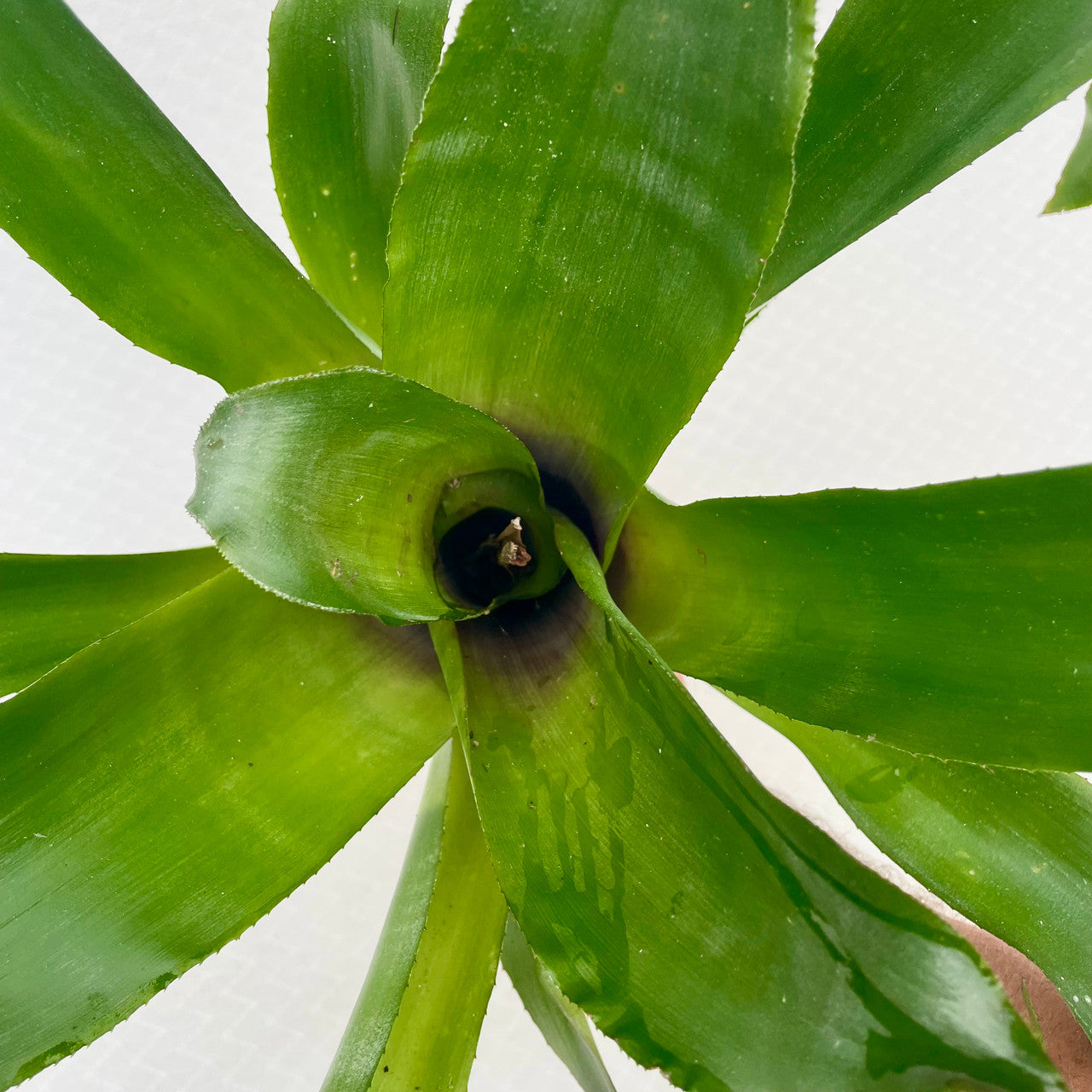 Billbergia Pyramidalis (Flaming Torch Bromeliad) cutting