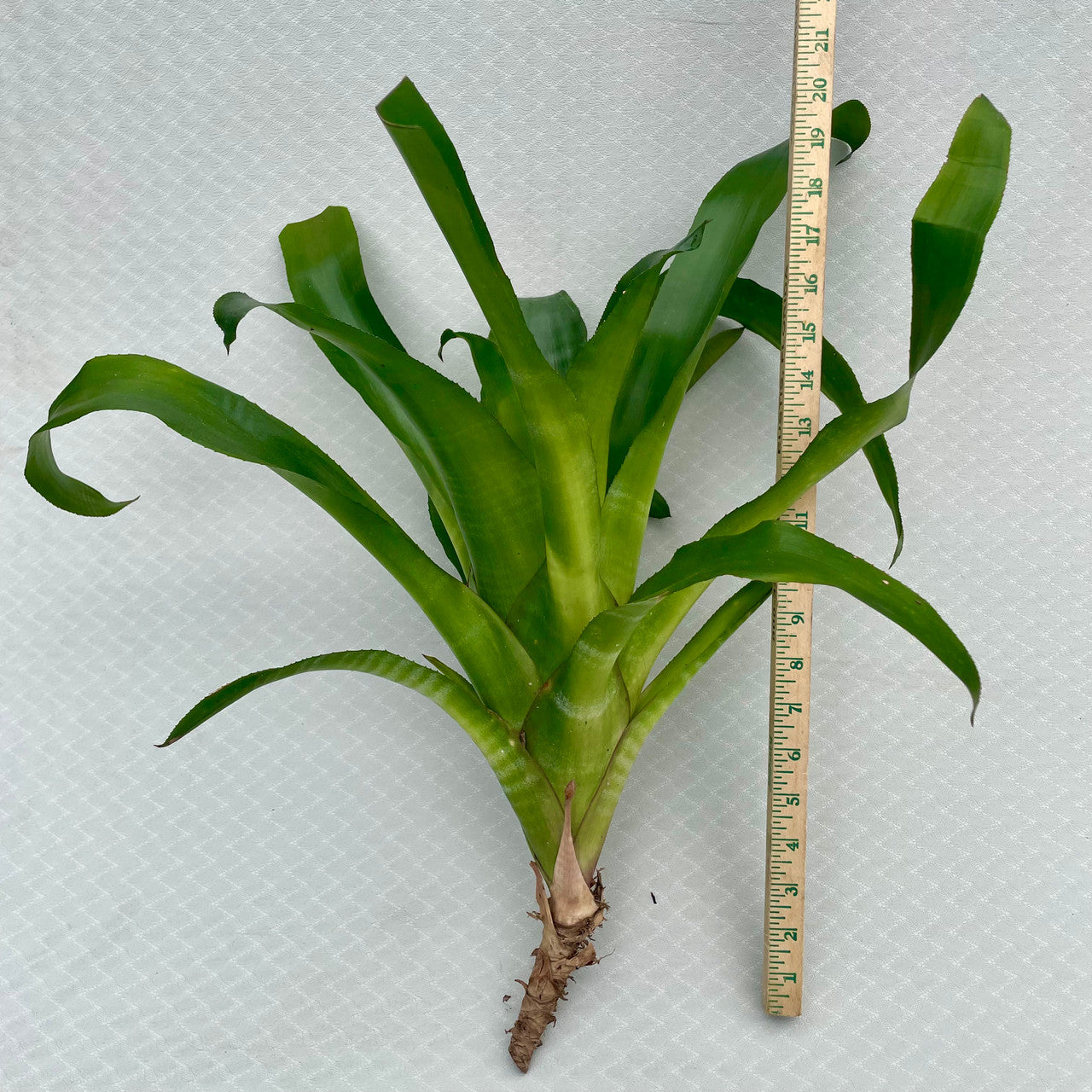 Billbergia Pyramidalis (Flaming Torch Bromeliad) cutting next to a measuring stick