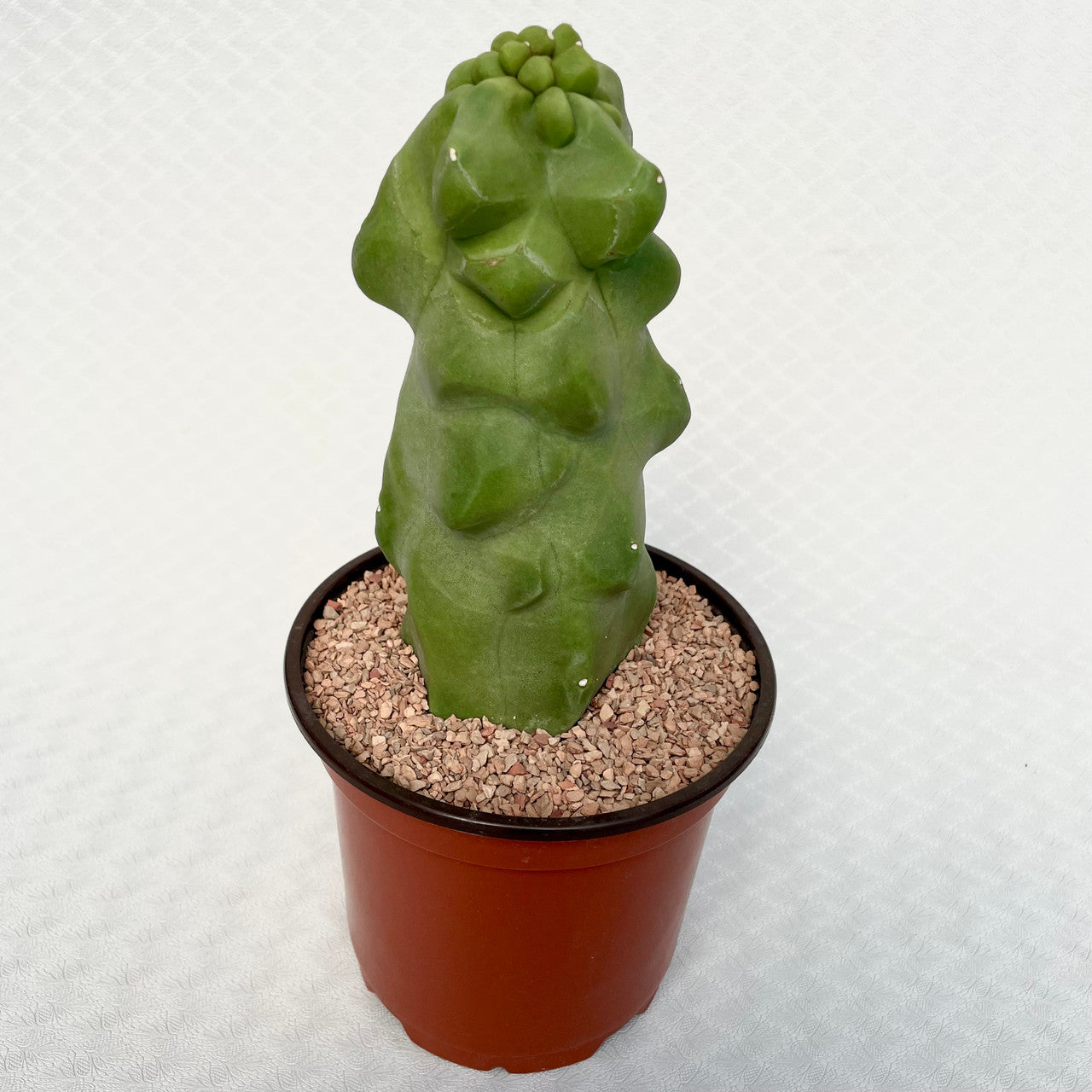 10" to 12" size Lophocereus Schottii Monstrose