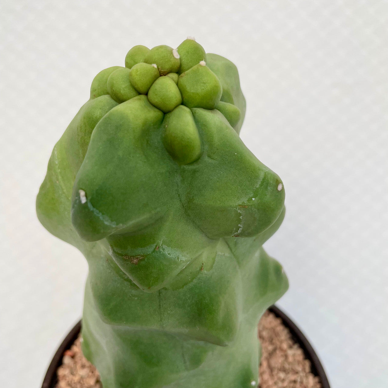 Lophocereus Schottii Monstrose close up