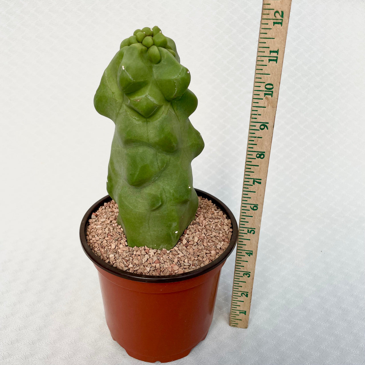 Lophocereus Schottii Monstrose next to a measuring stick