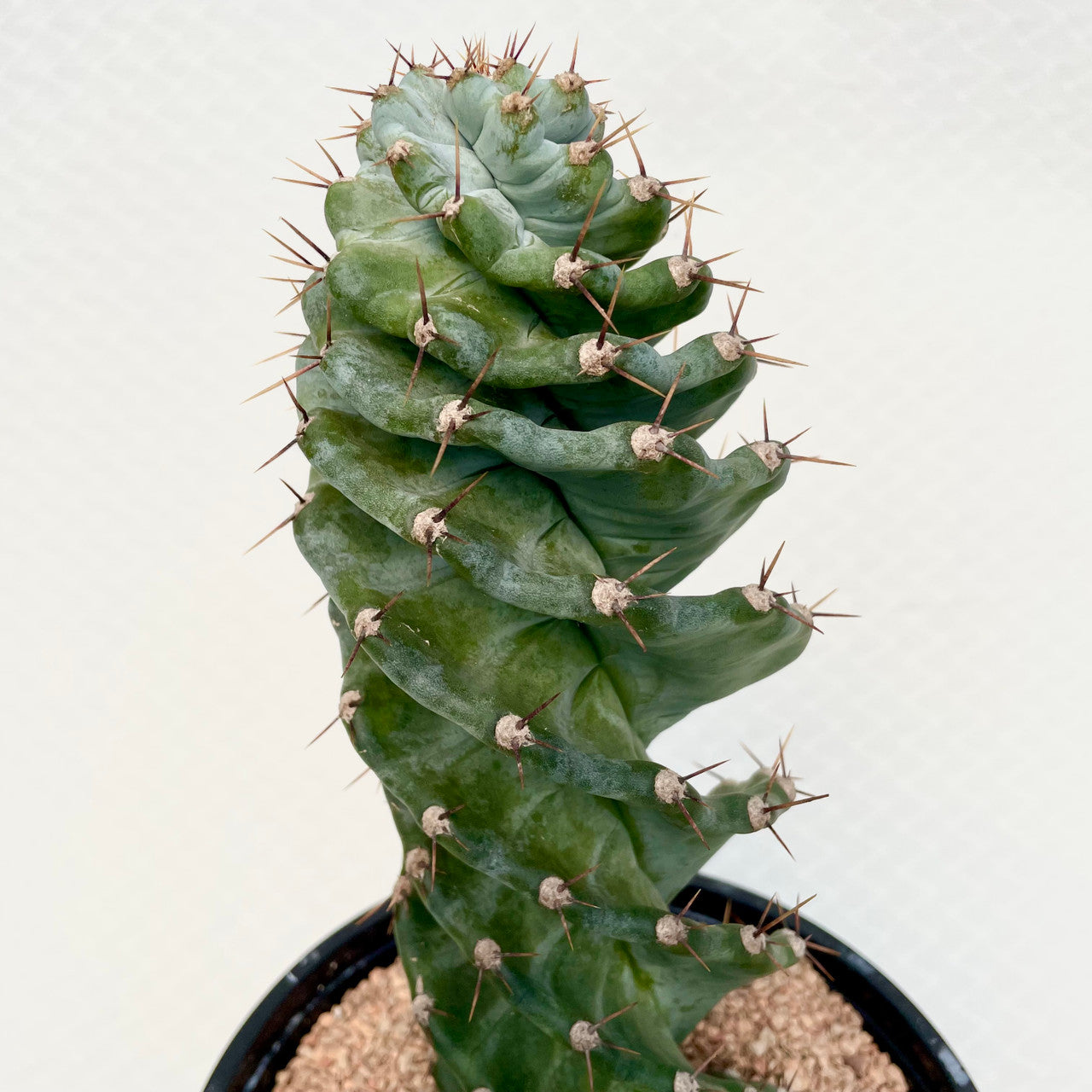 a Cereus Forbesii Spiralis close up