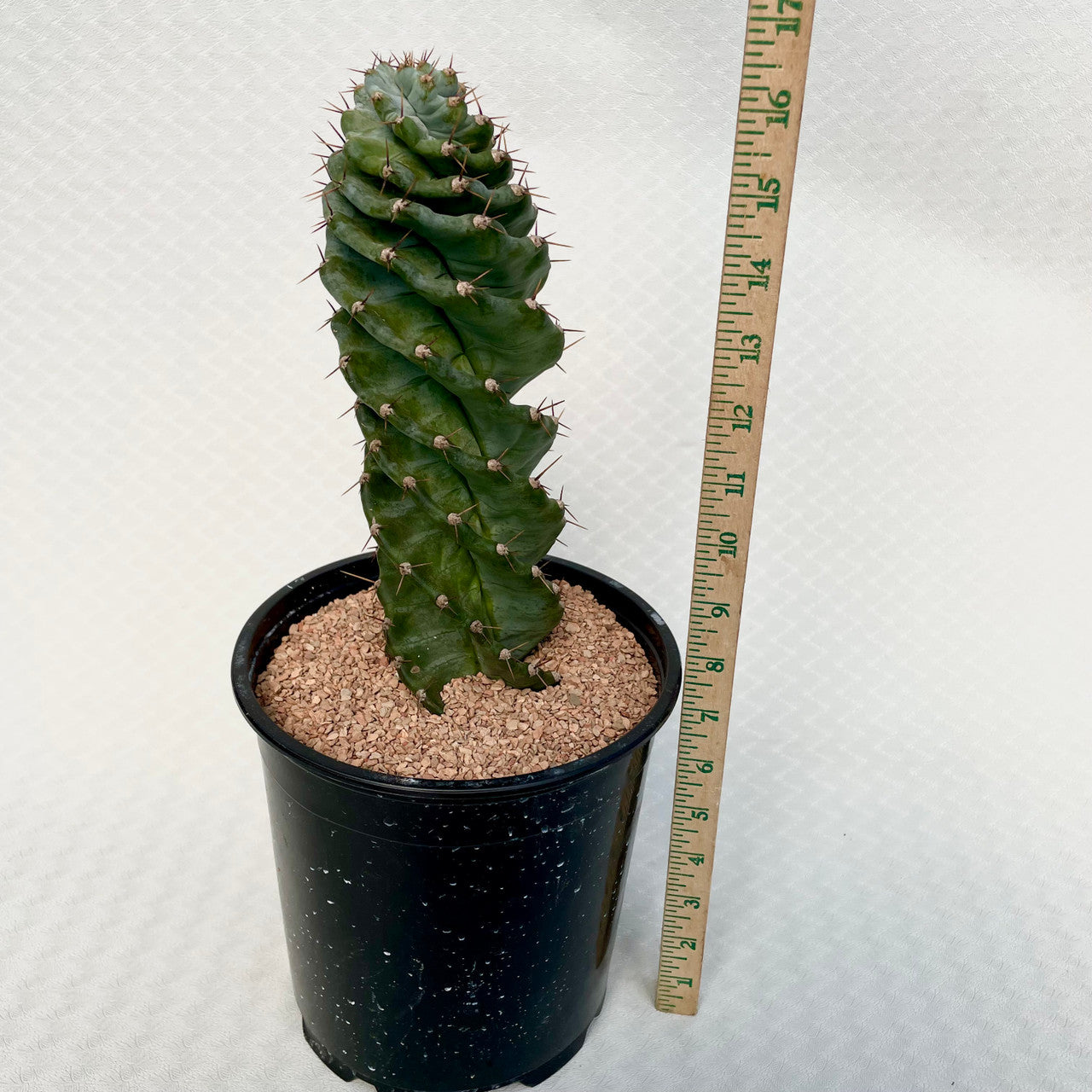a Cereus Forbesii Spiralis in a 1 gal pot next to a measuring stick