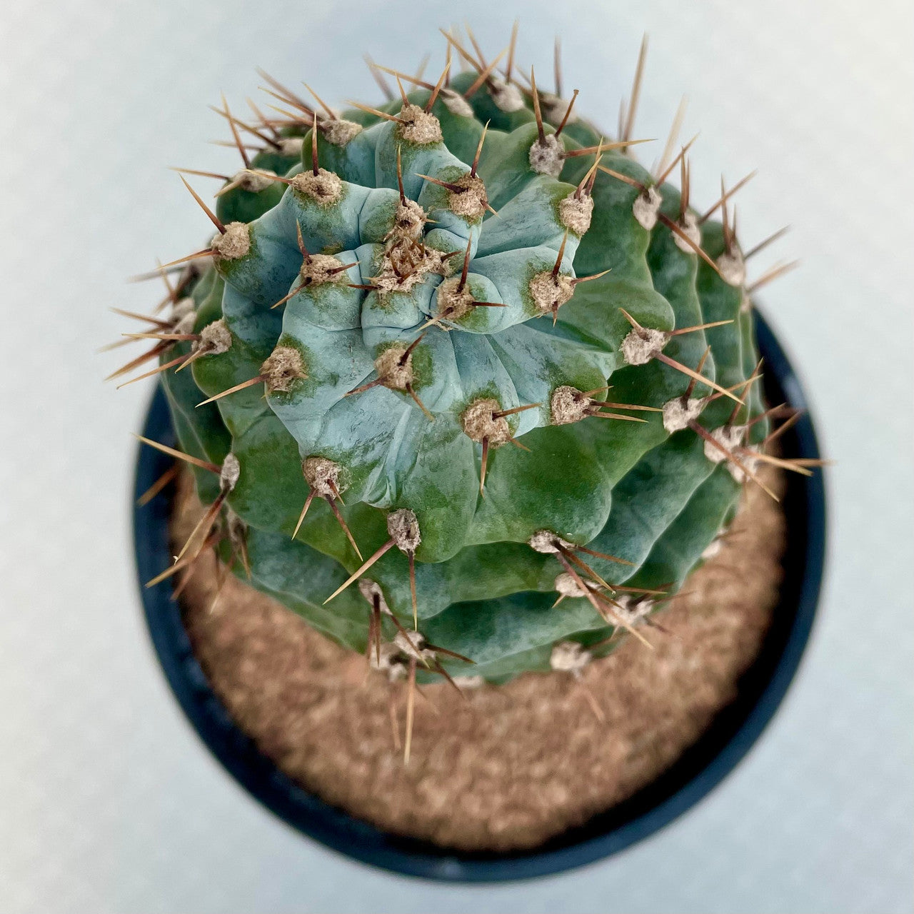 a Cereus Forbesii Spiralis top view