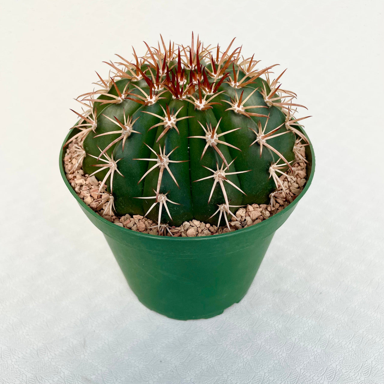a Melocactus Conoideus in a 5 inch pot