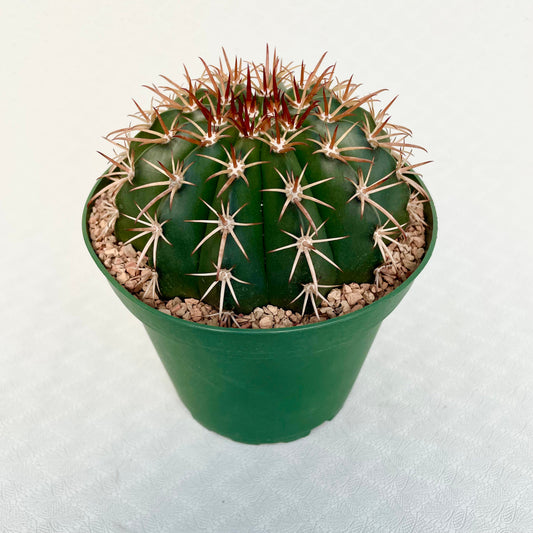 a Melocactus Conoideus in a 5 inch pot