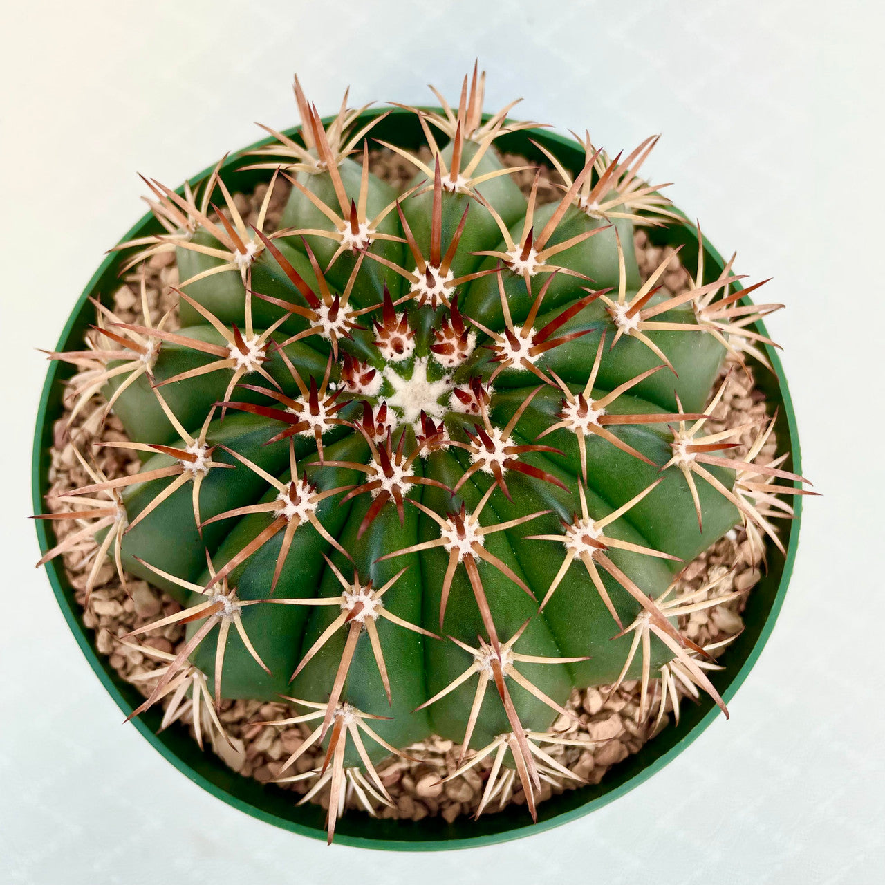 a Melocactus Conoideus in a 5 inch pot Top View