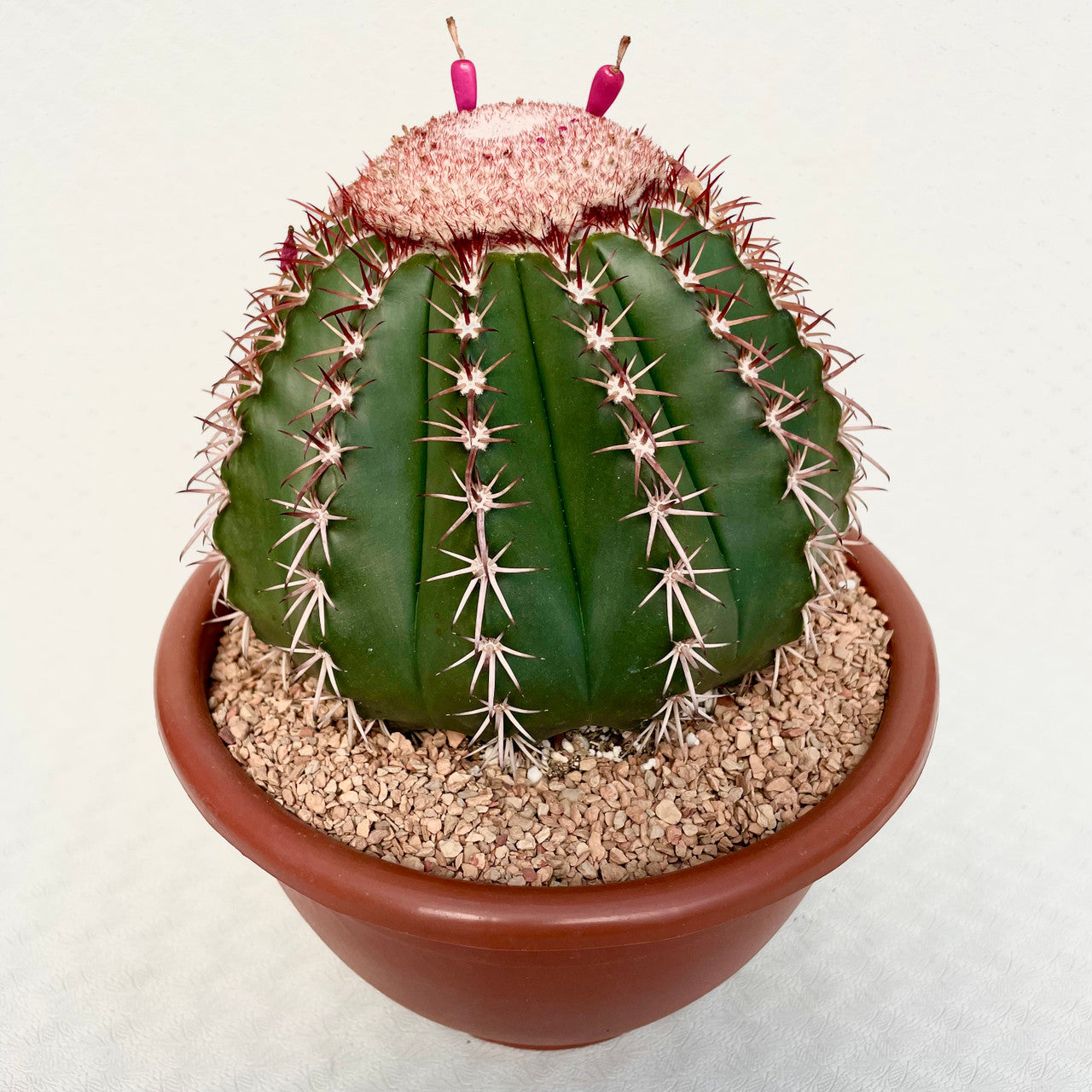 a mature Melocactus Conoideus with a Cephalium