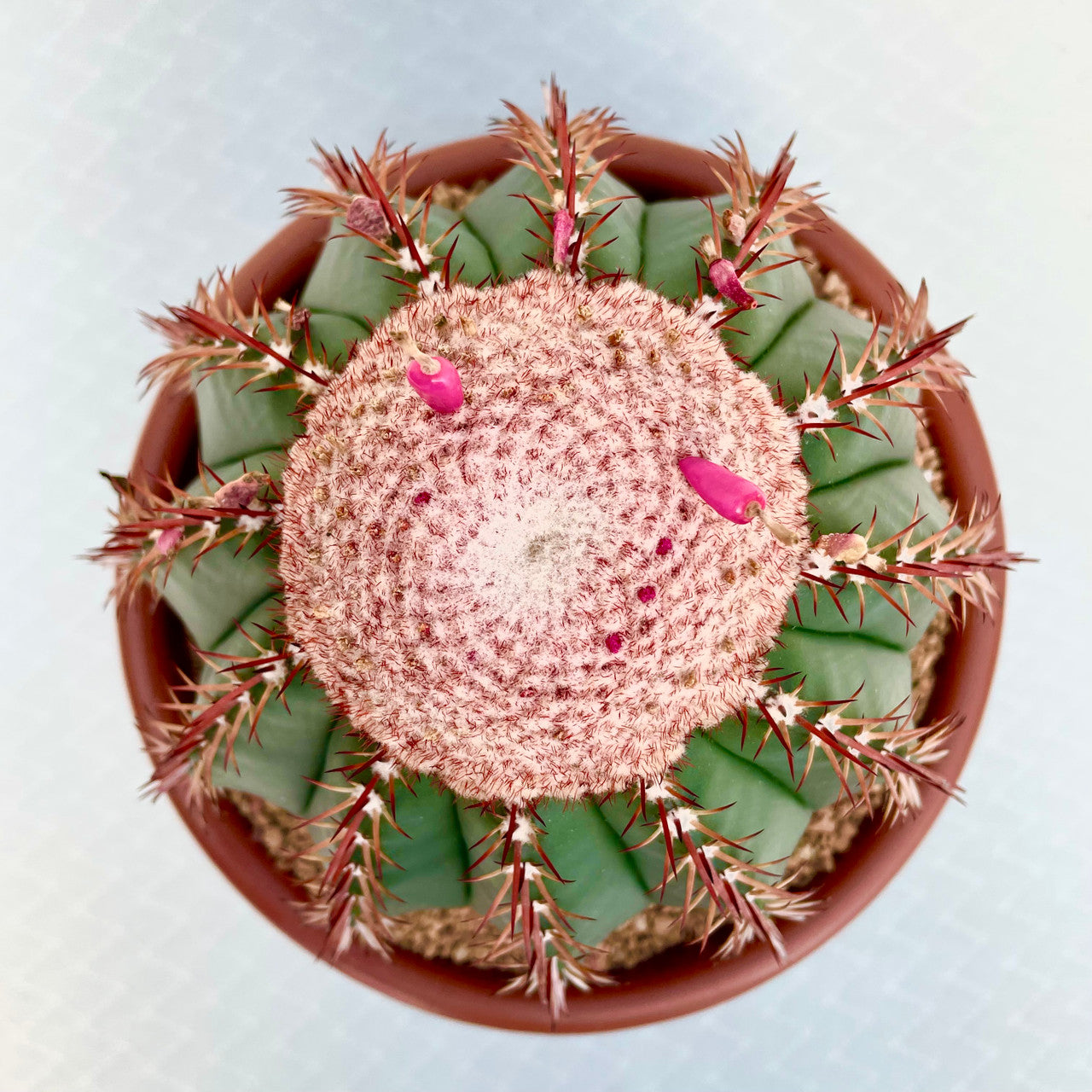 a mature Melocactus Conoideus with a Cephalium Top View