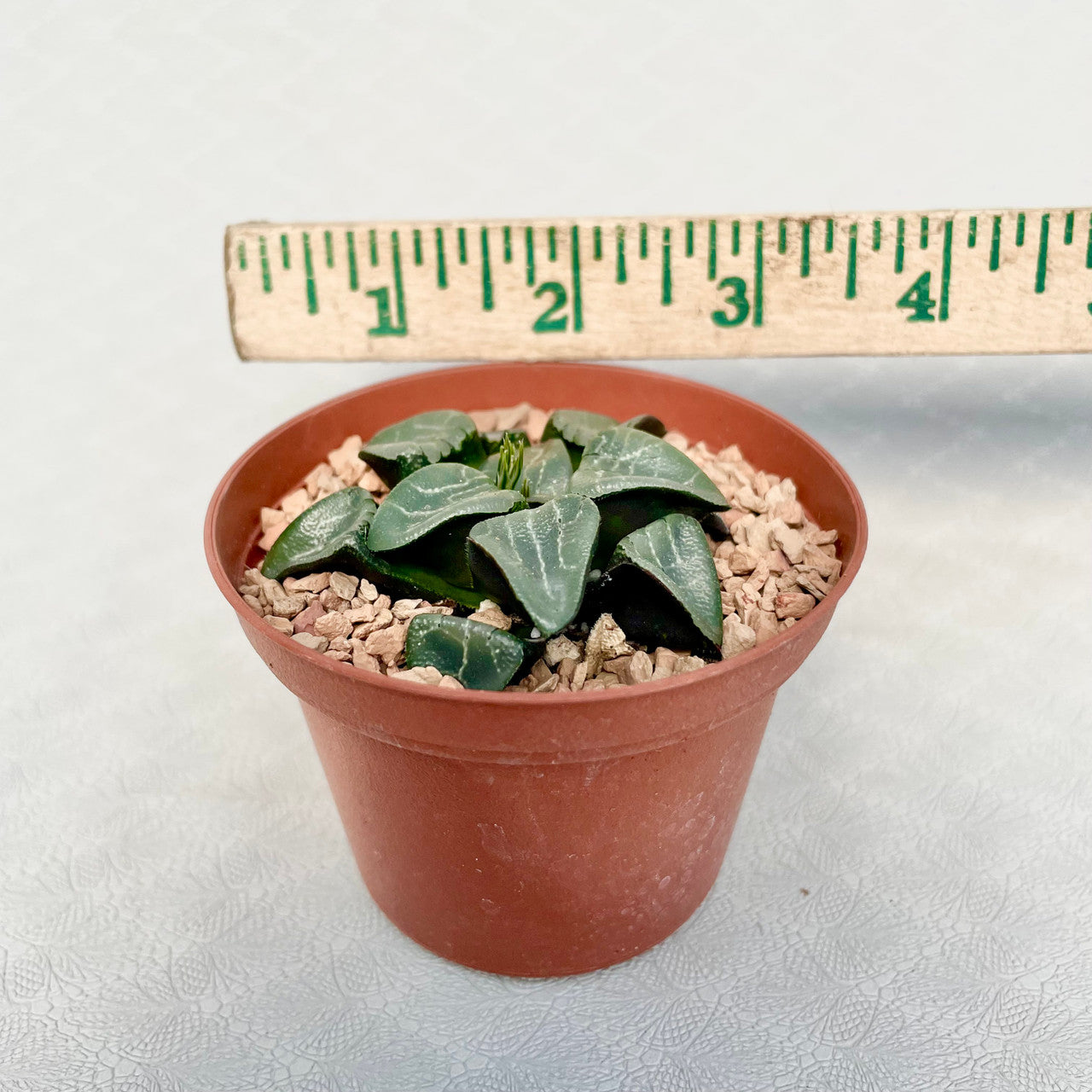 Haworthia Bayeri next to a measuring stick.
