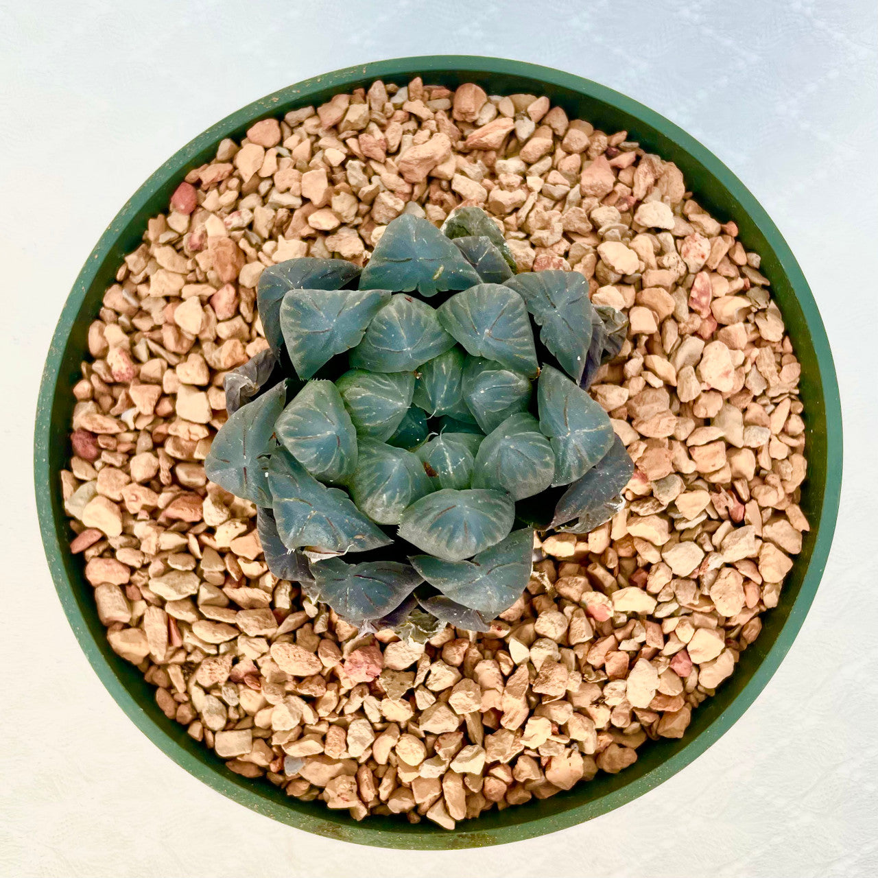 Haworthia Cooperi top view