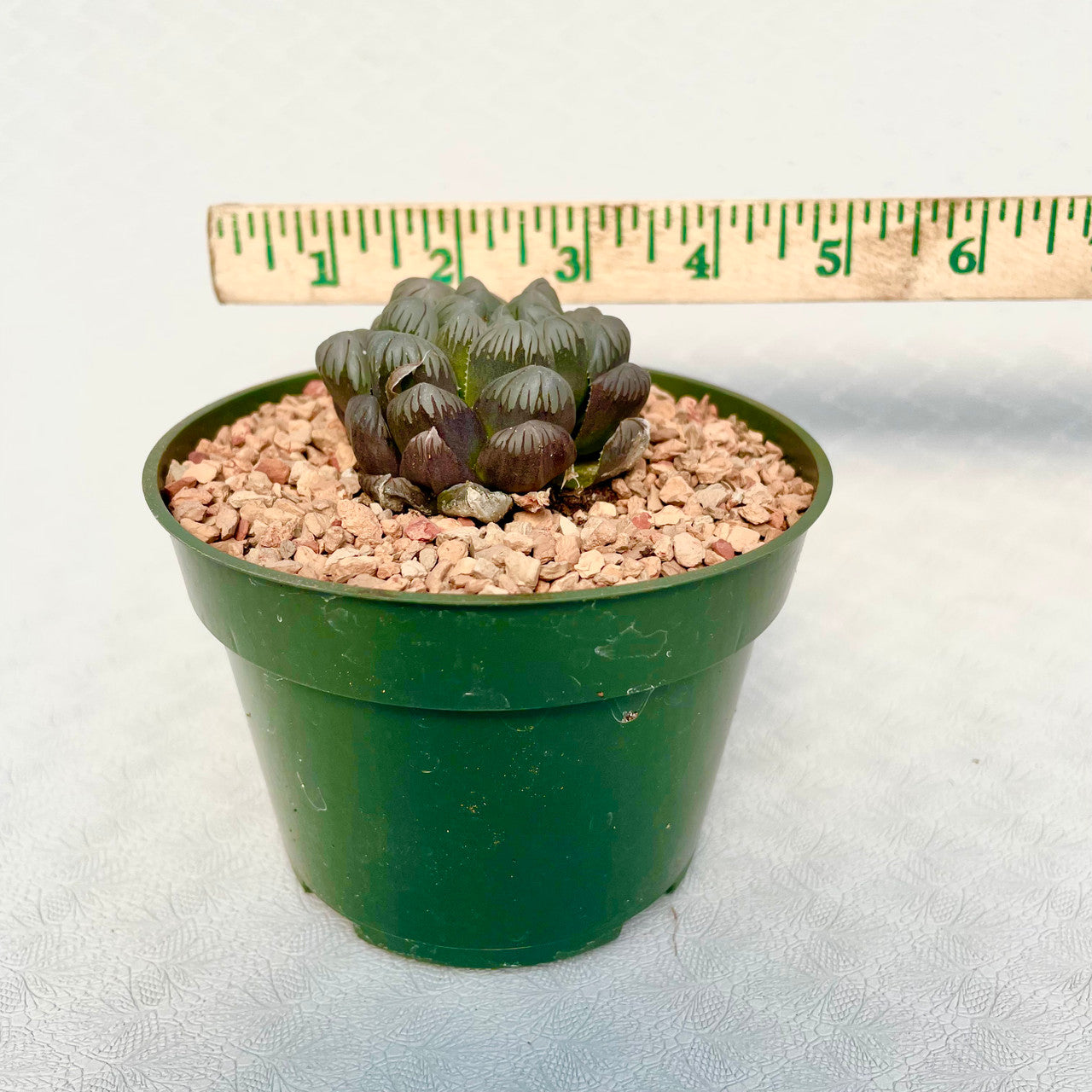 Haworthia Cooperi next to a measuring stick