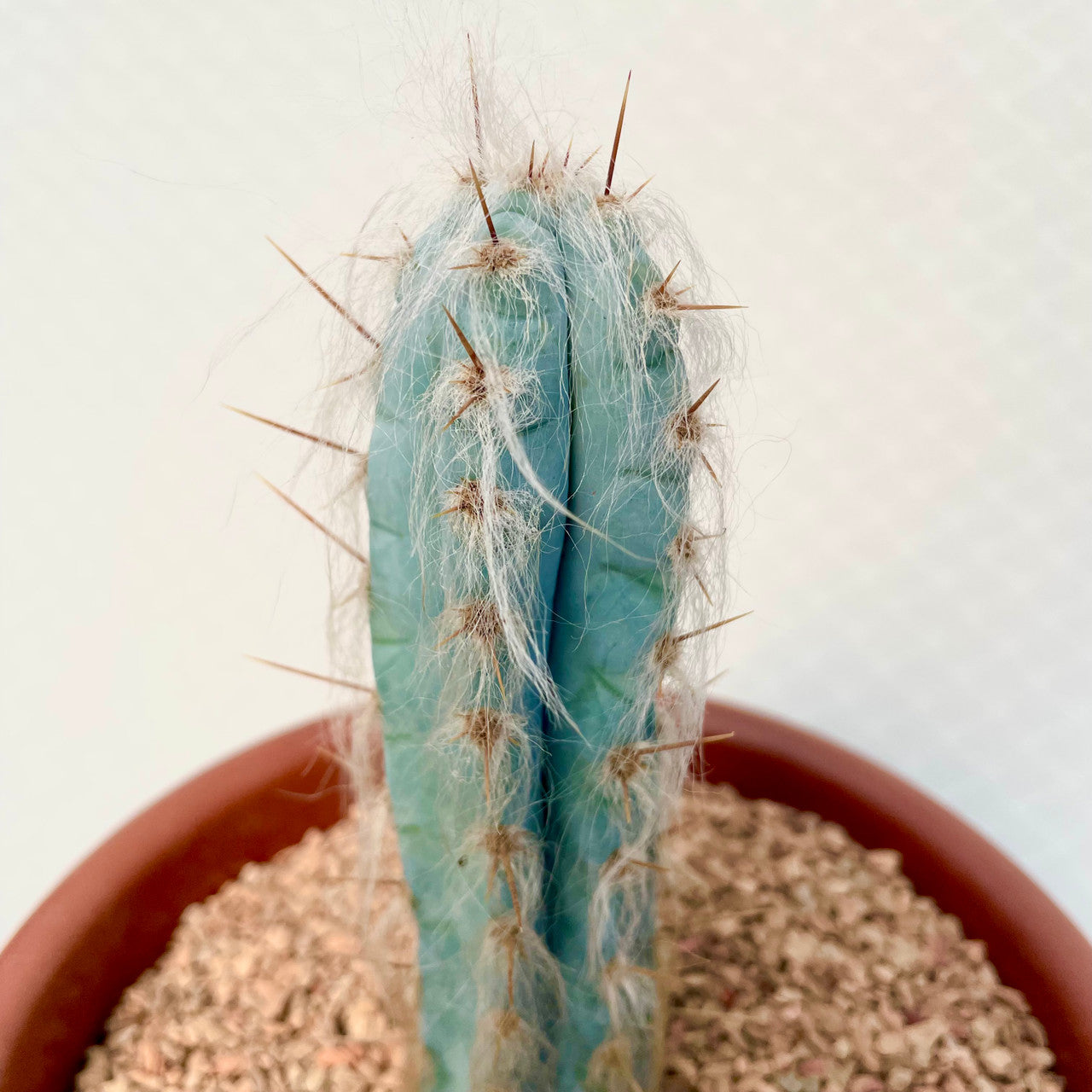 Pilosocereus Pachycladus (Blue Torch Cactus) close up