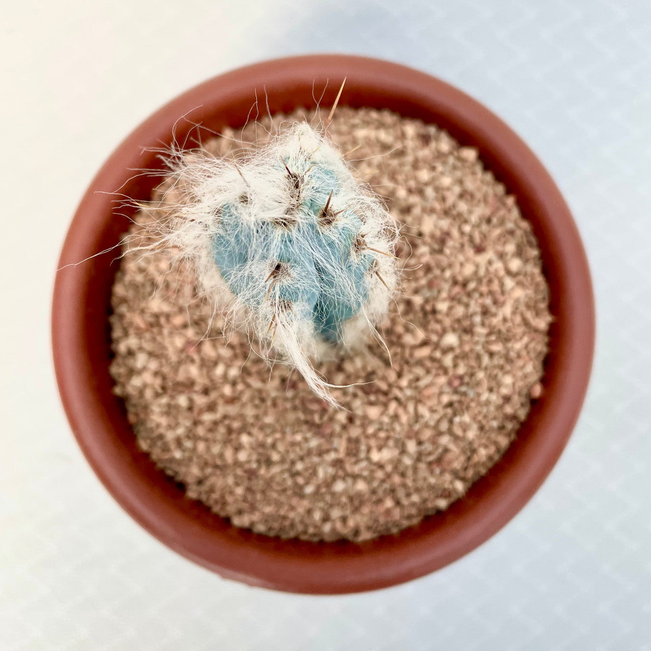 Pilosocereus Pachycladus (Blue Torch Cactus) top view