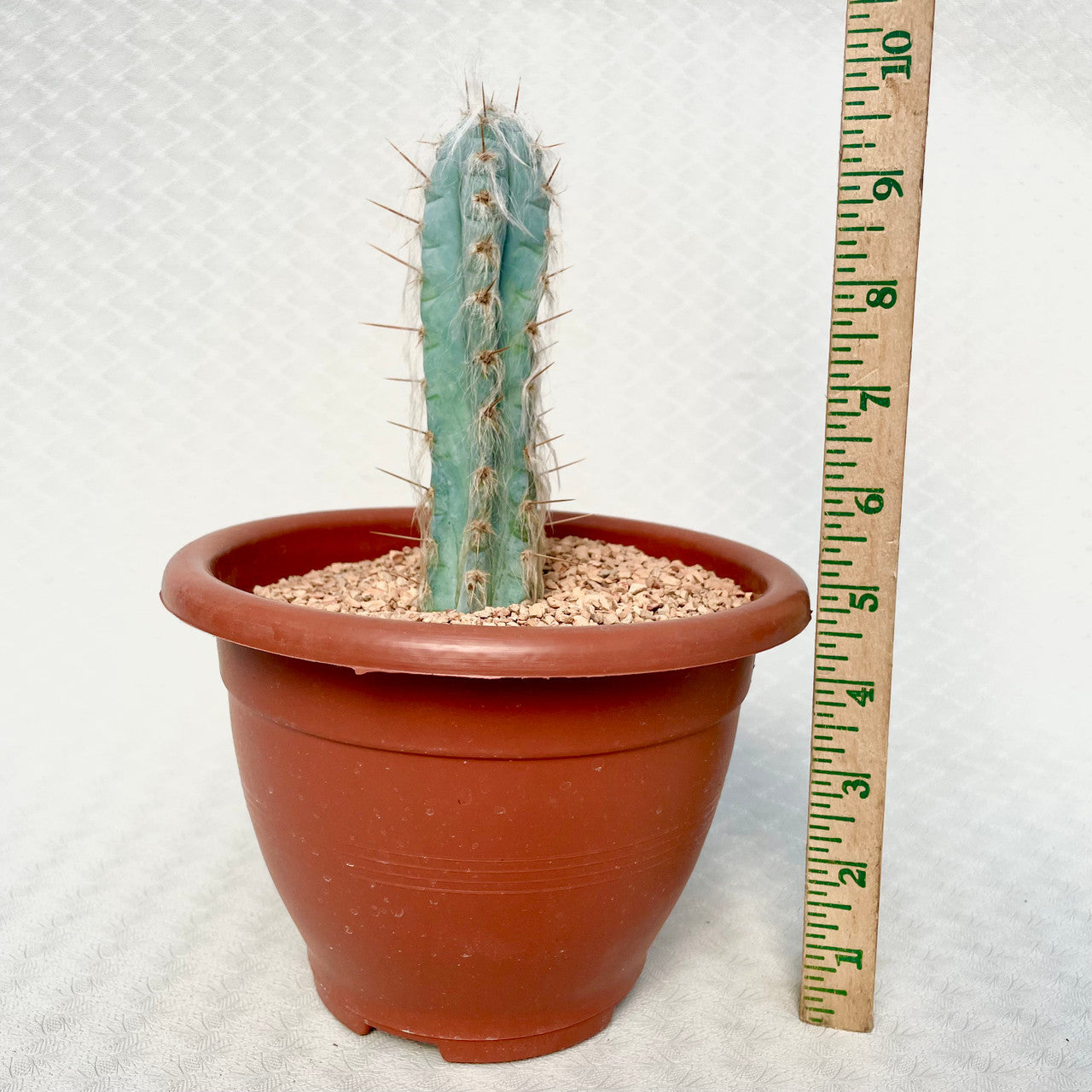 Pilosocereus Pachycladus (Blue Torch Cactus) next to a measuring stick