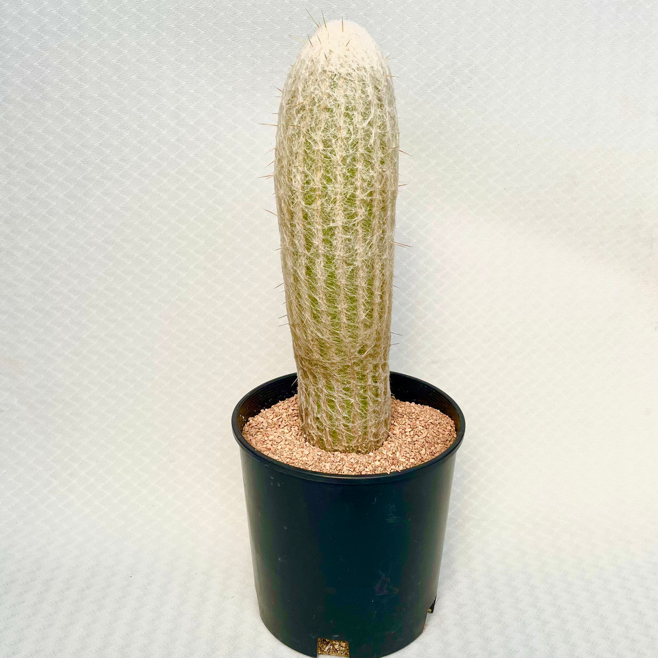 Espostoa Lanata (Peruvian Old Man) - 1.5 Gal – Kesslers Cacti