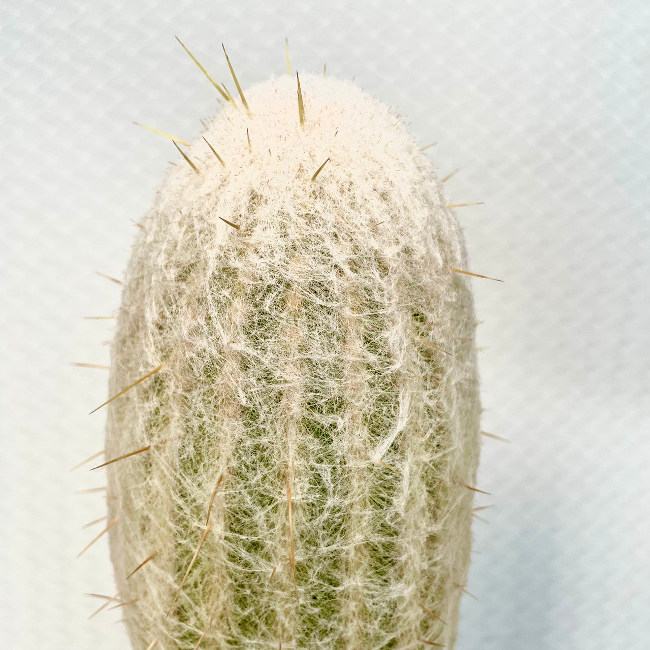 a Espostoa Lanata close up showing detail