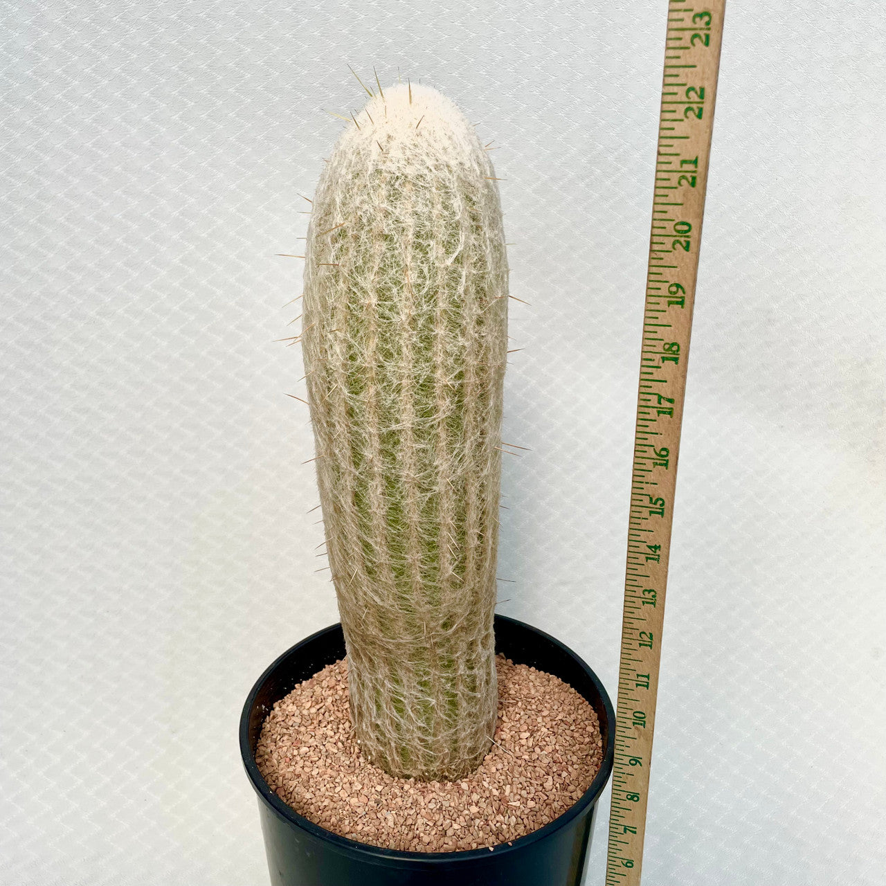 a Espostoa Lanata next to a measuring stick