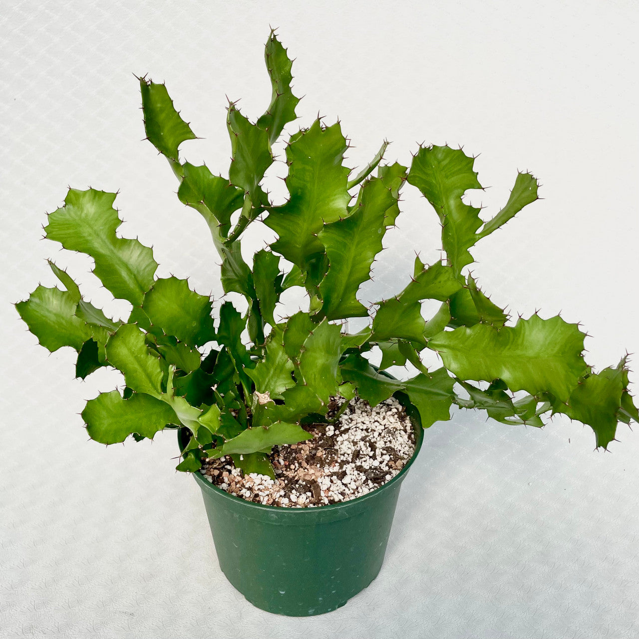 succulent ribbon Euphorbia Bougheyi
