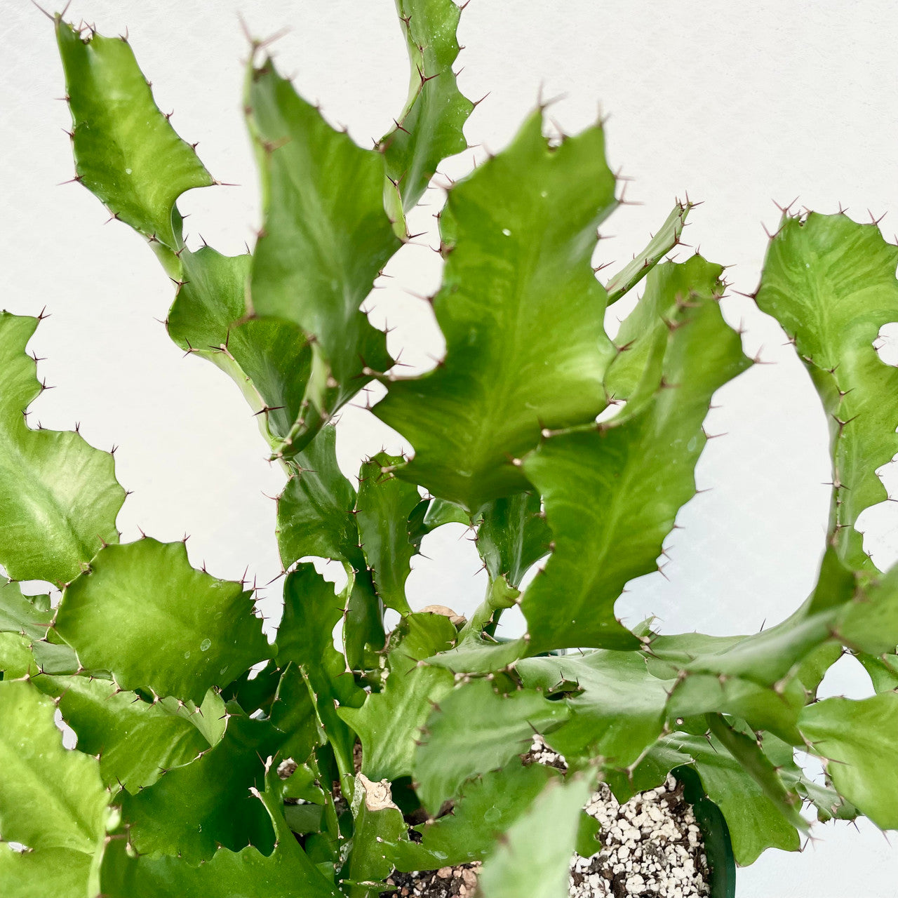 Euphorbia Bougheyi close up to show detail