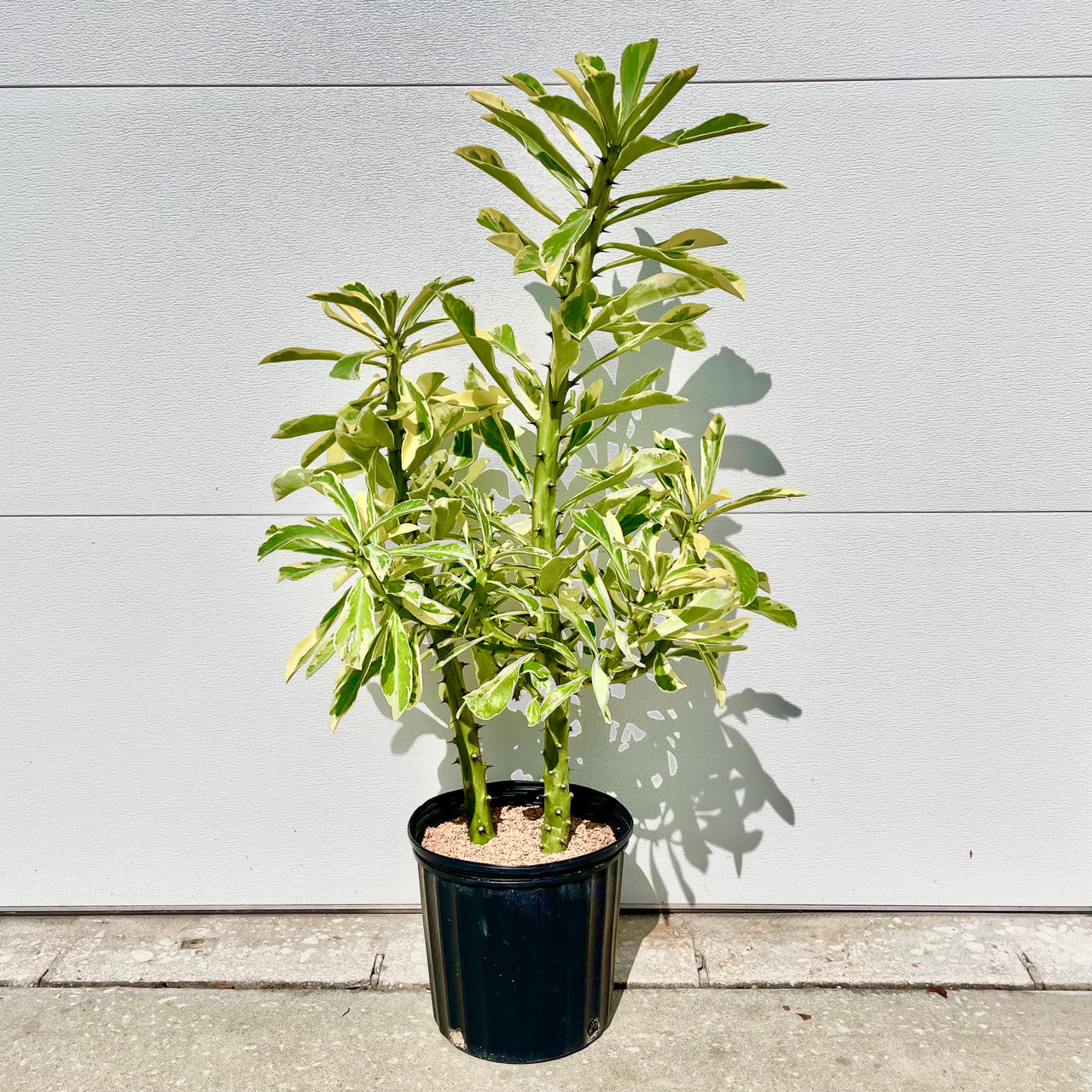 a large potted Euphorbia Neriifolia