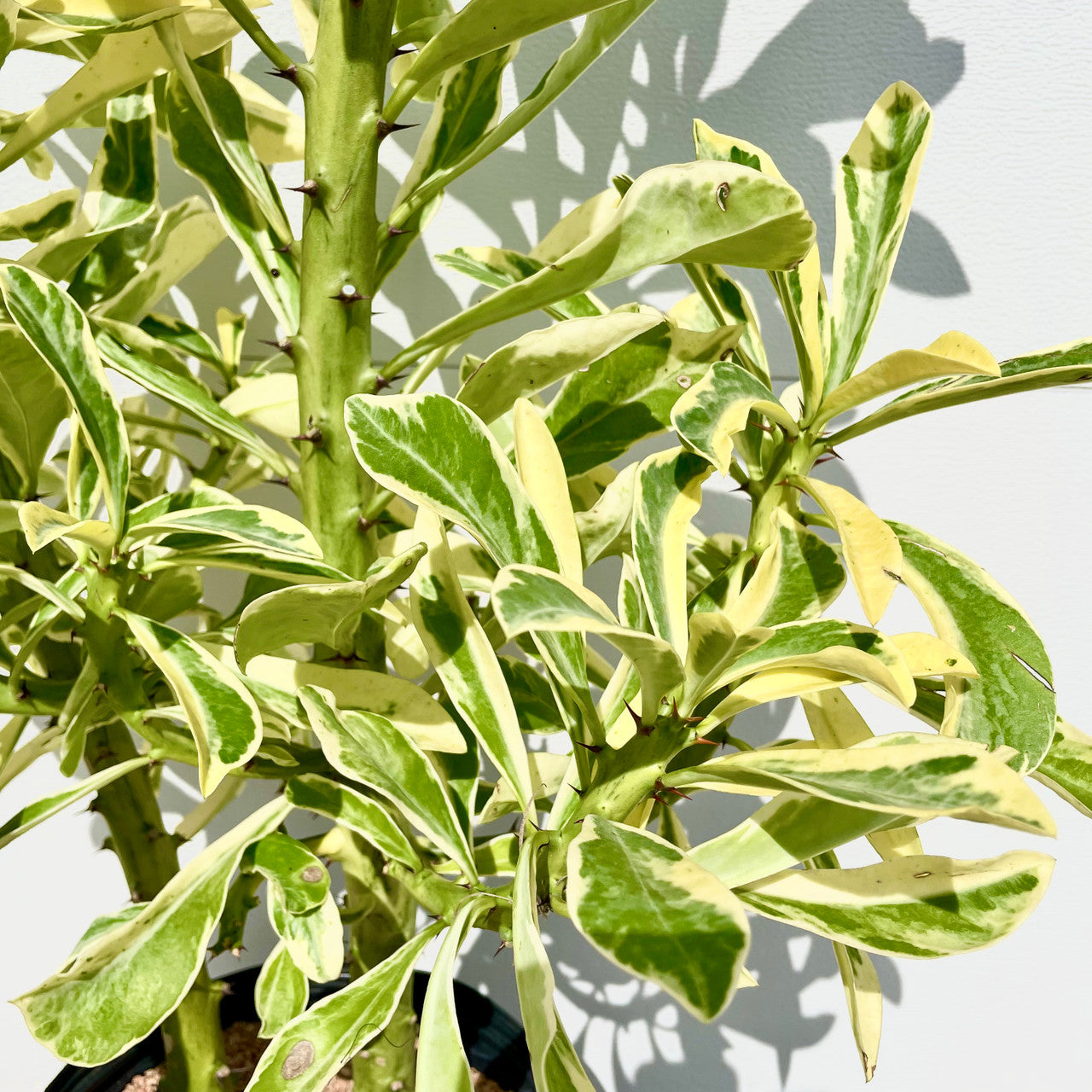 Euphorbia Neriifolia up close to show detail