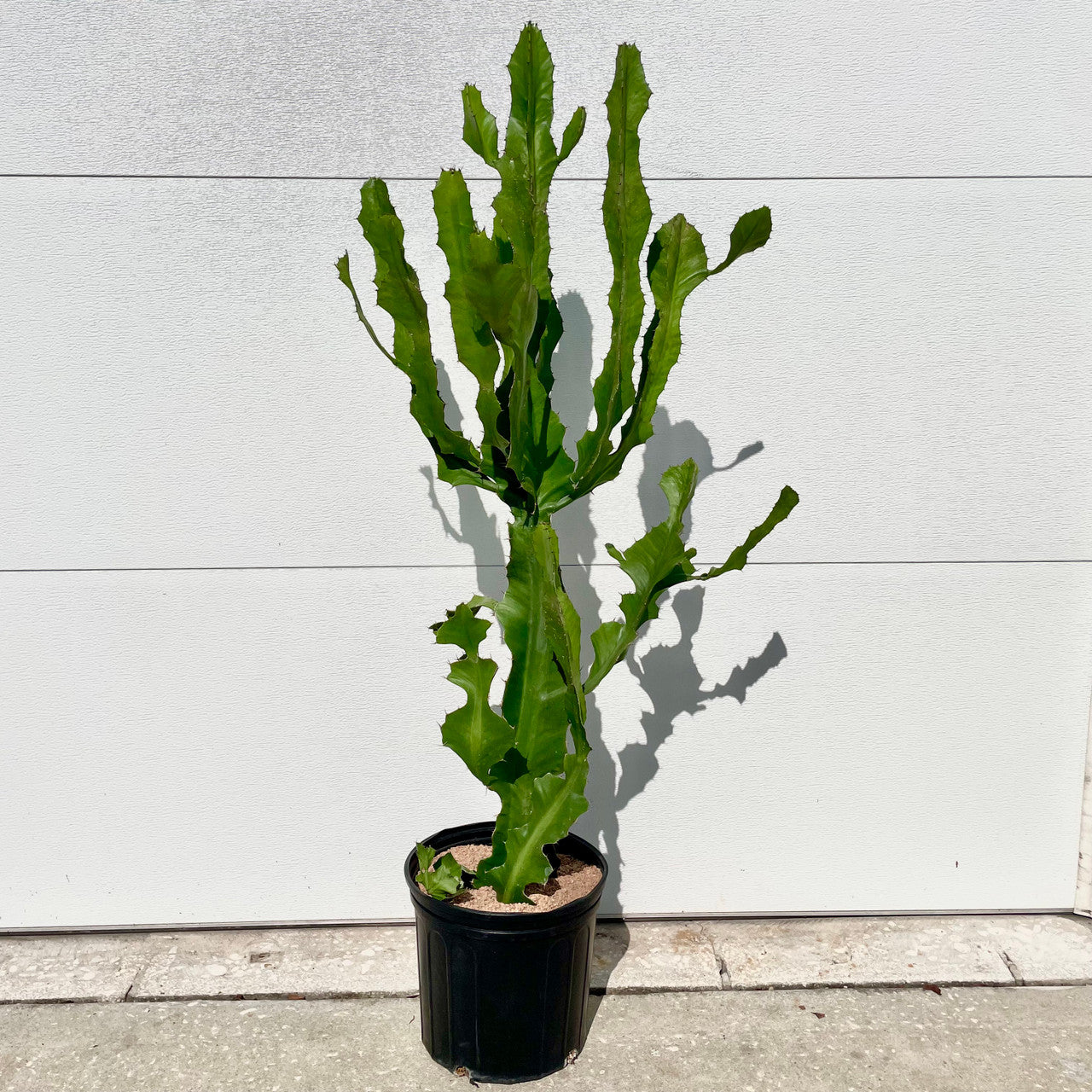 a large 3 gal Euphorbia Bougheyi