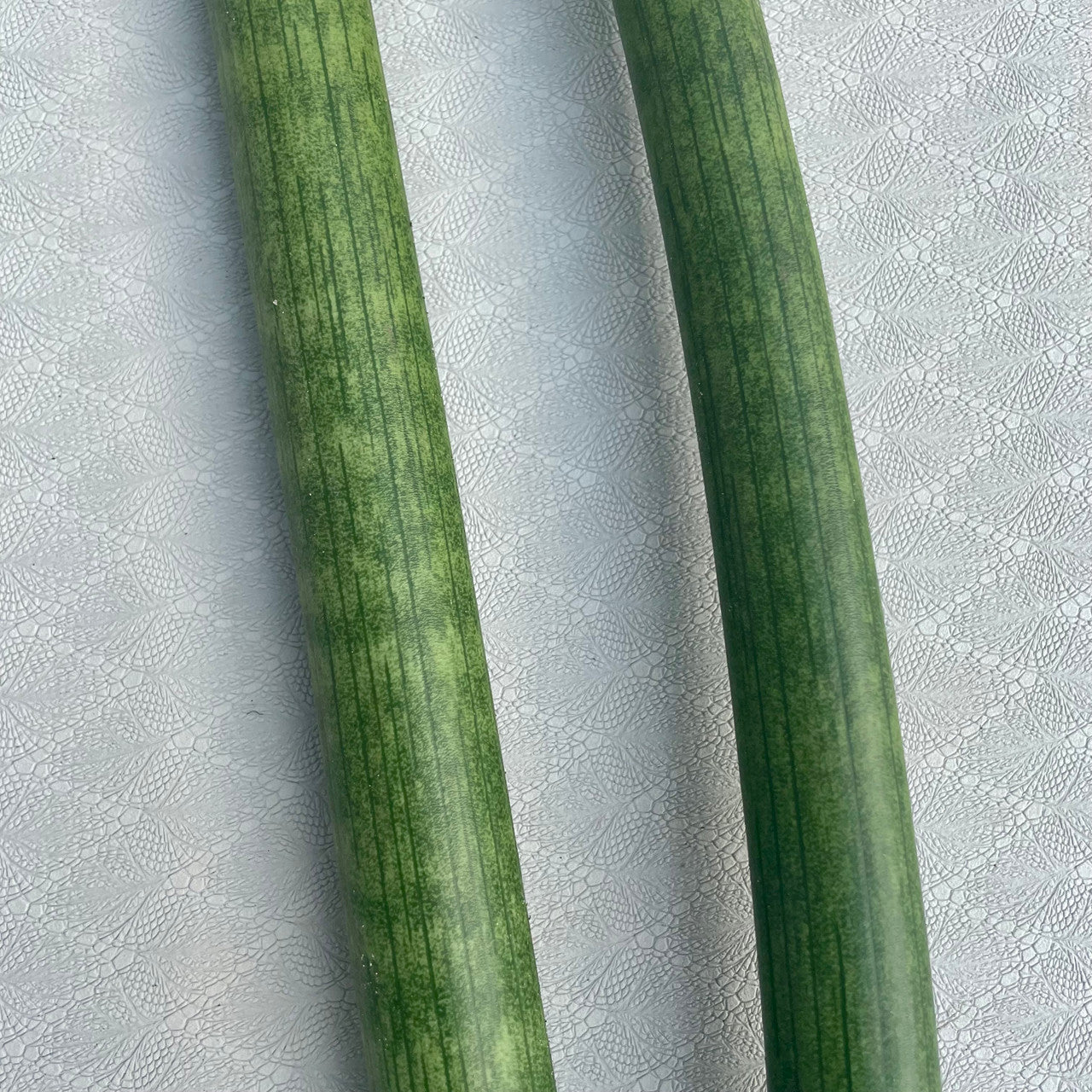 A Sansevieria Cylindrica rooted cutting close up showing detail