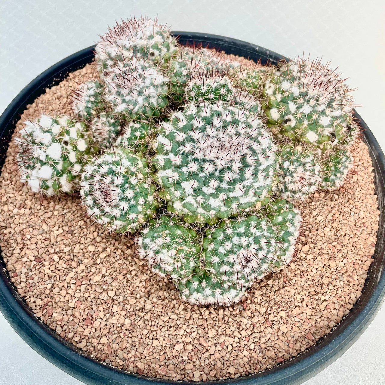EXTRA LARGE Mammillaria Amajacensis cluster