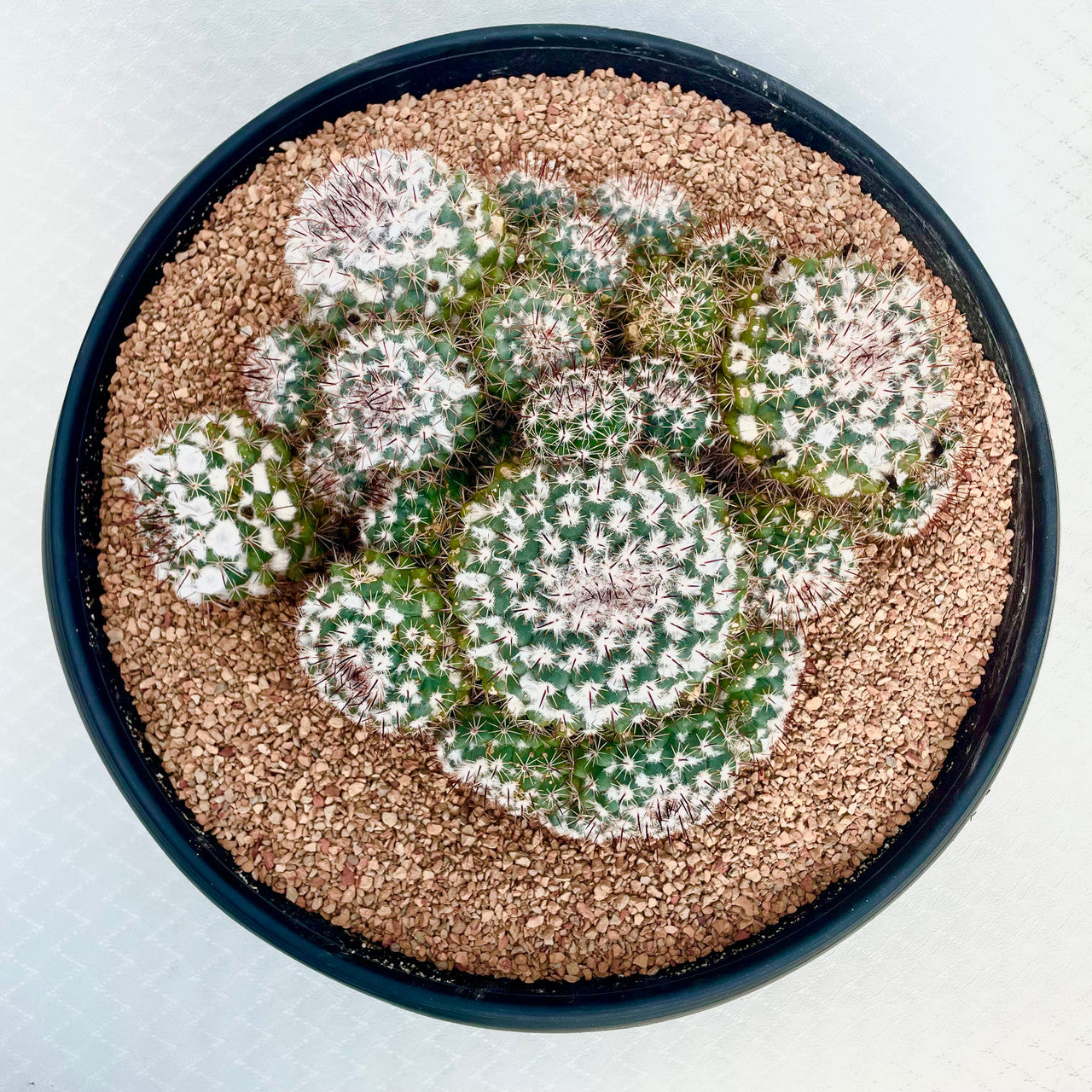 EXTRA LARGE Mammillaria Amajacensis cluster top view