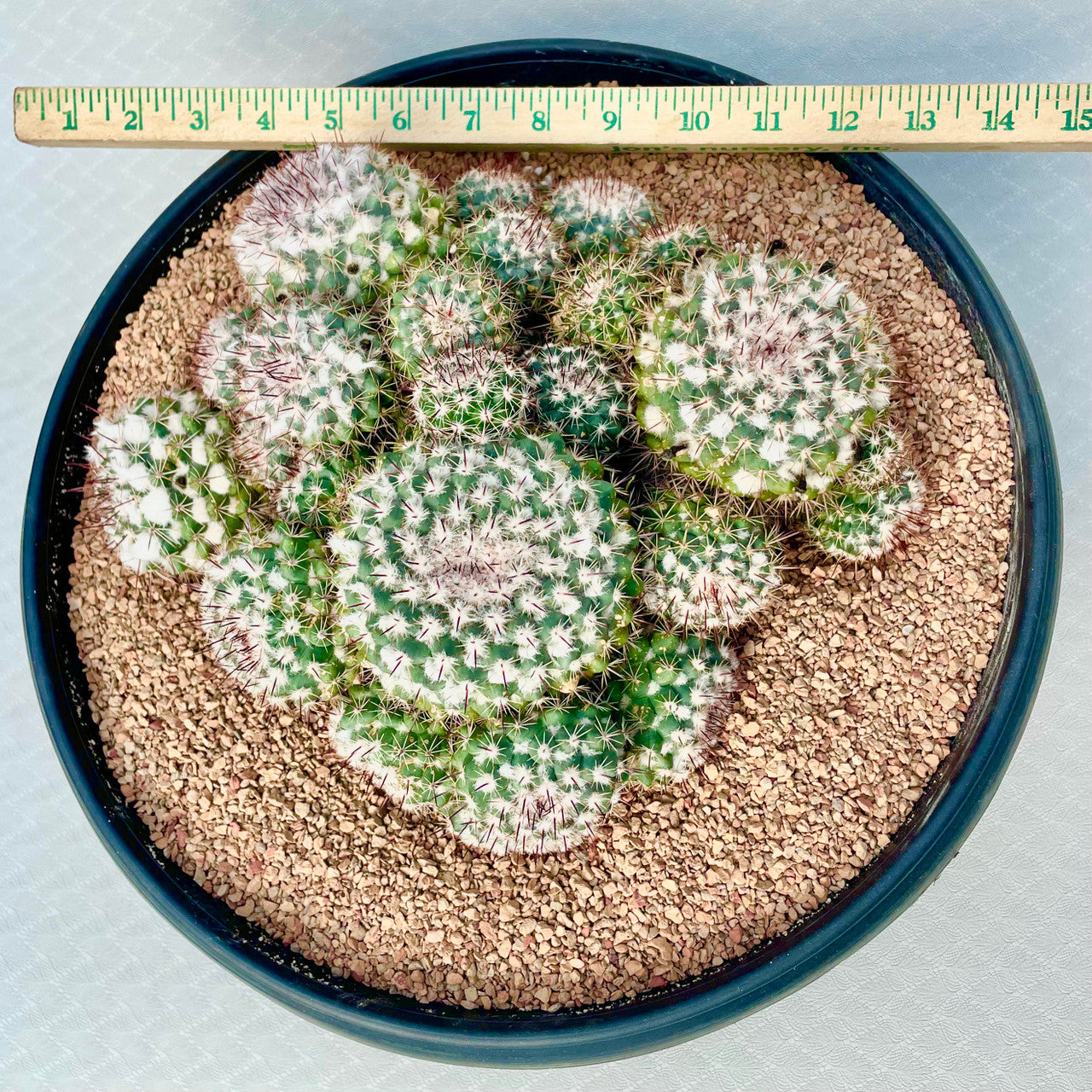 EXTRA LARGE Mammillaria Amajacensis cluster next to a measuring stick