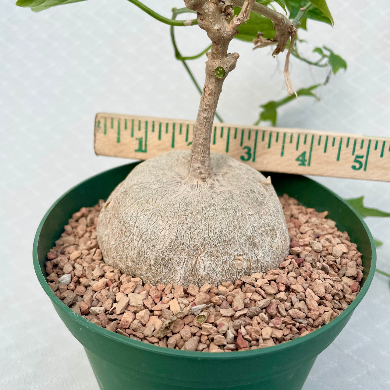 A Gerrardanthus Macrorhizus next to a measuring stick