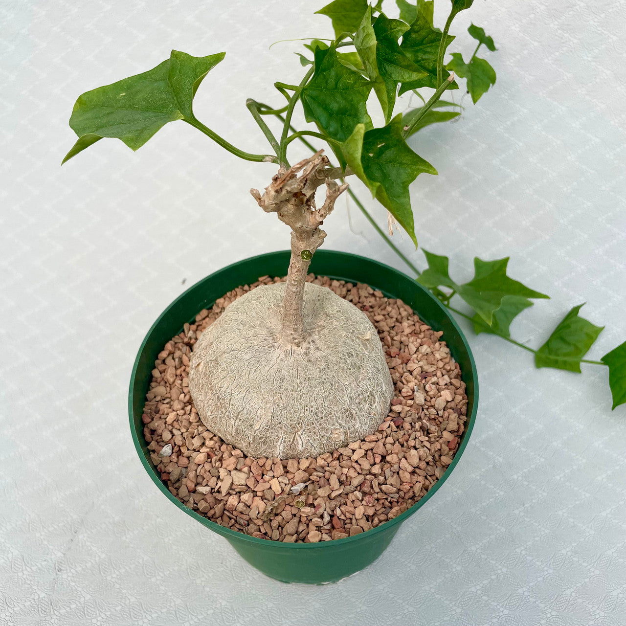 A Gerrardanthus Macrorhizus top view