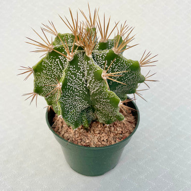 Astrophytum - Ornatum v. Mirbelii - 6 Inches