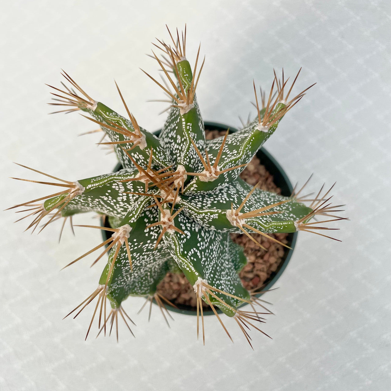 4 in. Astrophytum - Ornatum v. Mirbelii top view