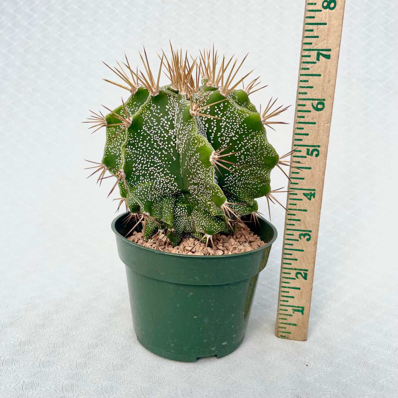 4 in. Astrophytum - Ornatum v. Mirbelii next to a measuring stick